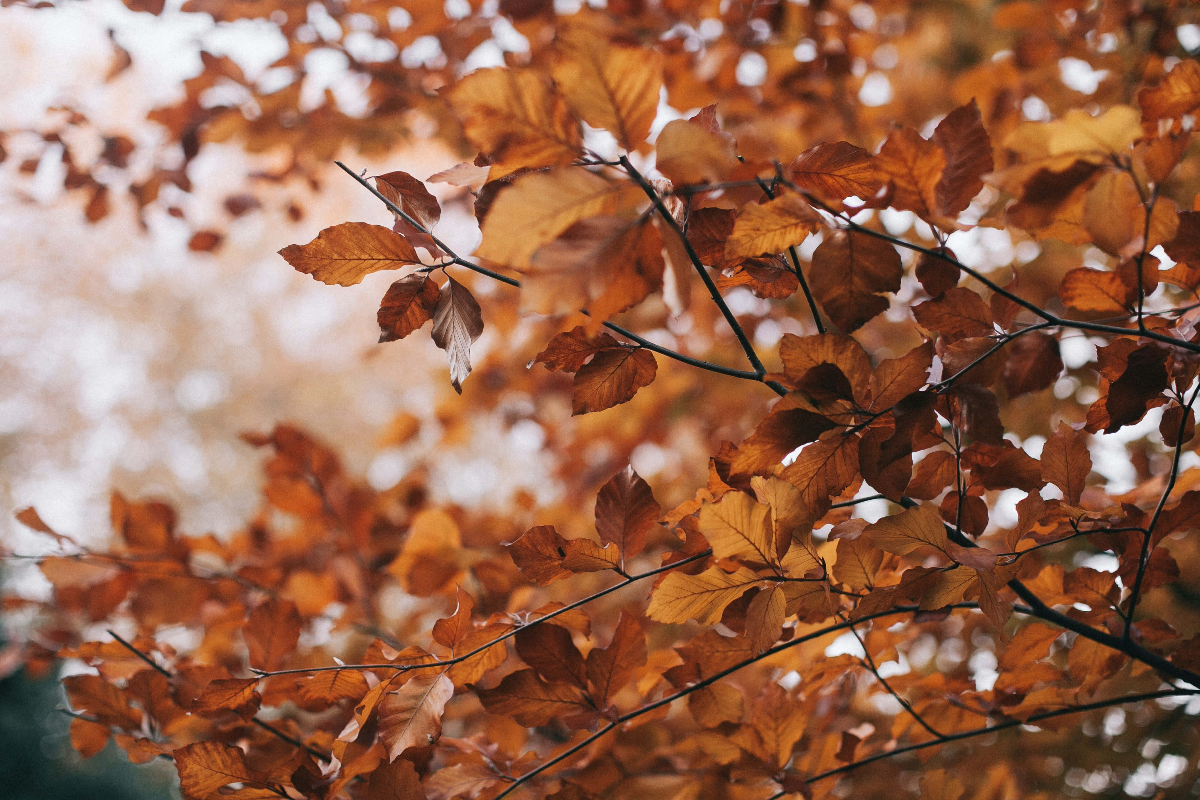 Brown Leaves, golden autumn leaves, delicate branches, 4K Desktop Wallpaper
