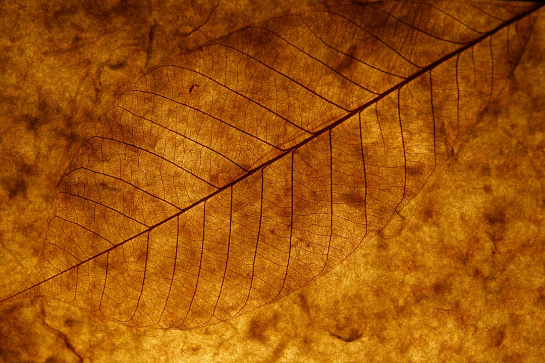 brown leaves, autumn, dried leaf, SD Desktop Wallpaper