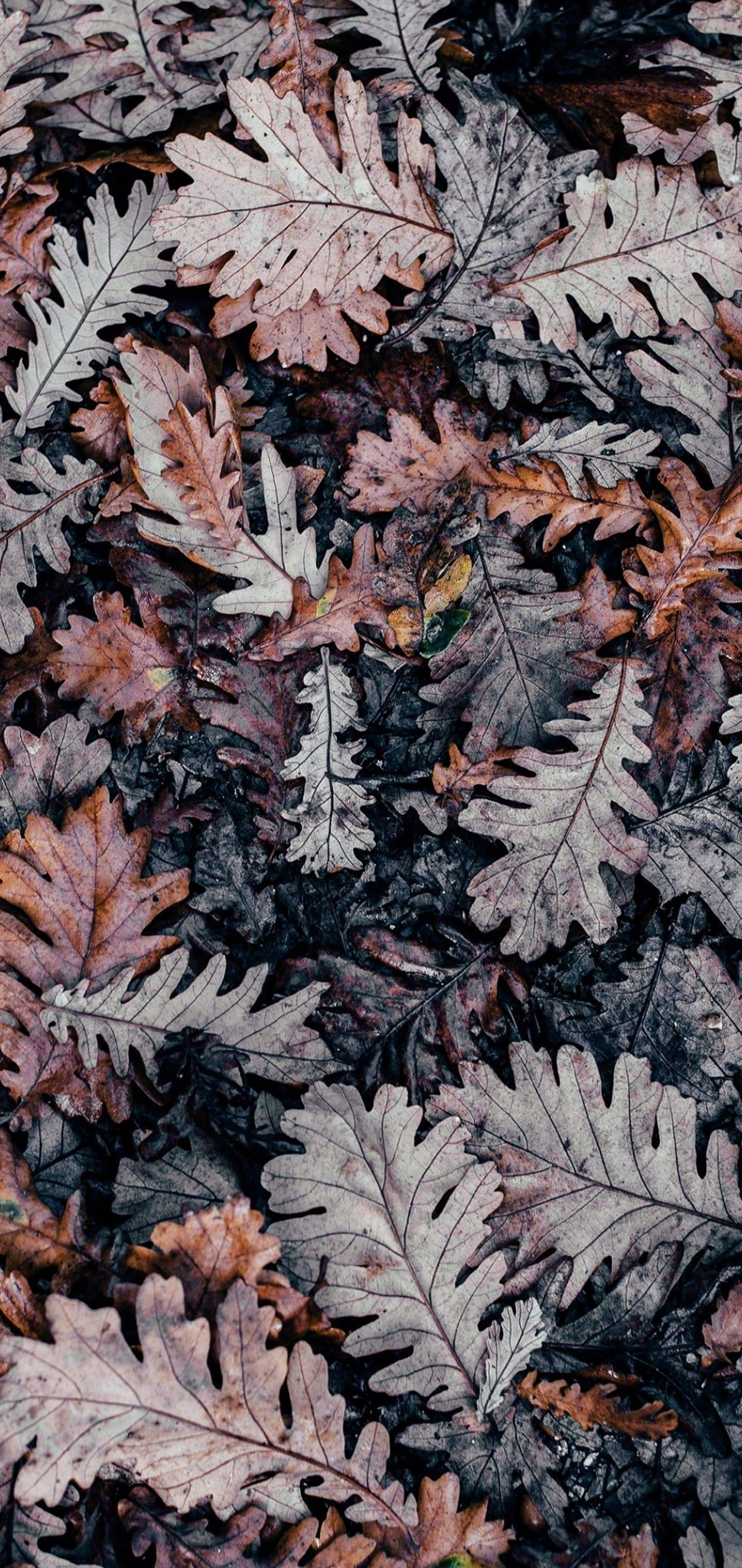 brown leaves, oak leaves, autumn hues, 2K Phone Wallpaper