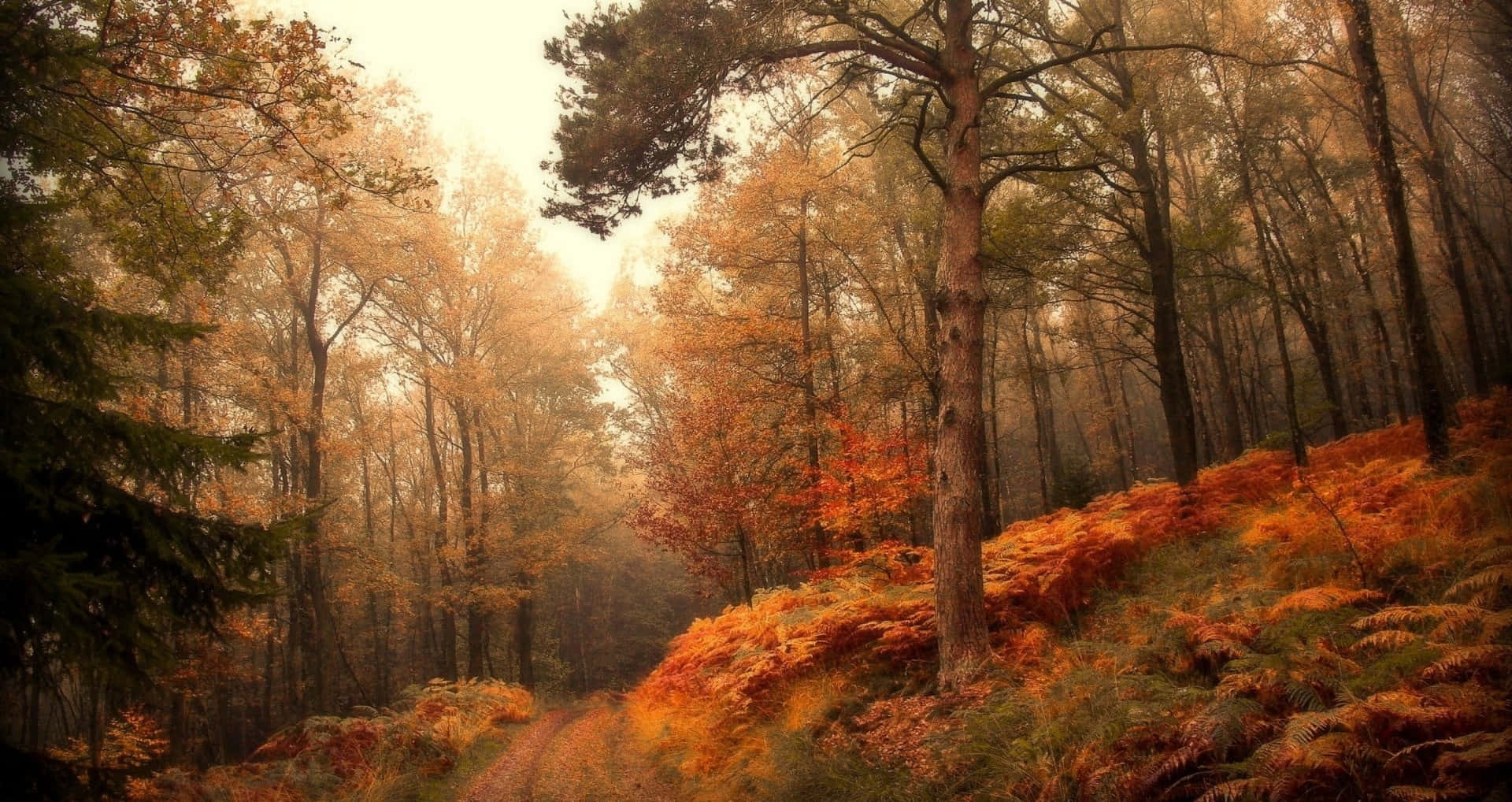 brown leaves, autumn forest path, golden orange foliage, Full HD Desktop Wallpaper
