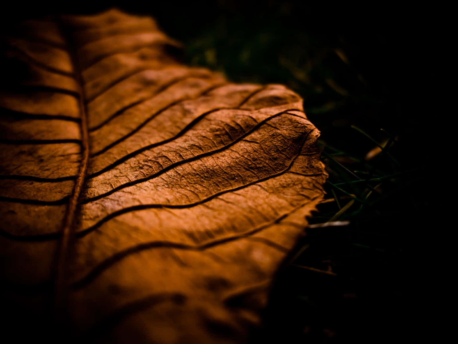 Brown Leaves, dry brown leaf, intricate veins, HD Desktop Wallpaper