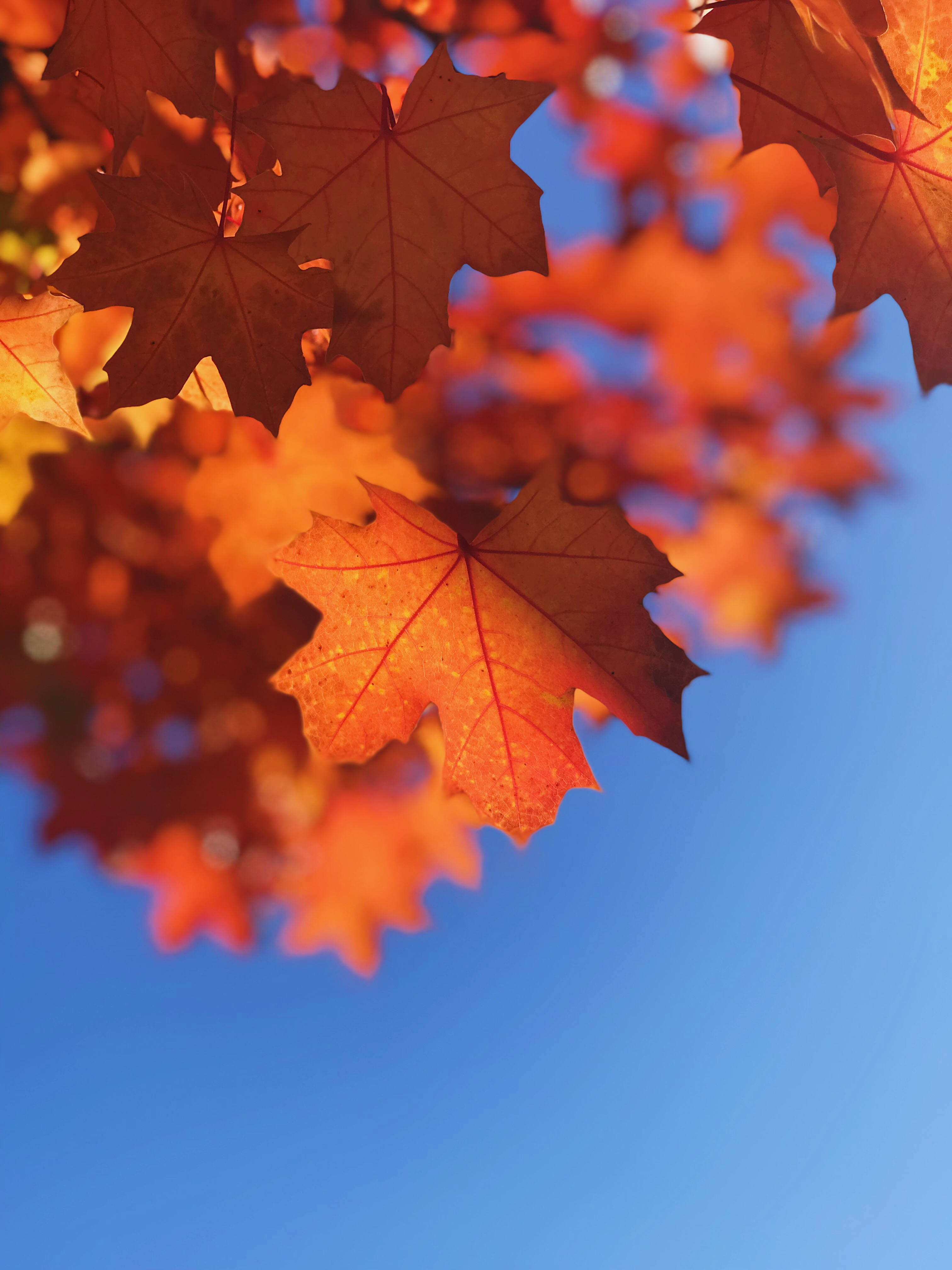 brown maple, autumn, vibrant orange maple leaves, 4K Phone Wallpaper