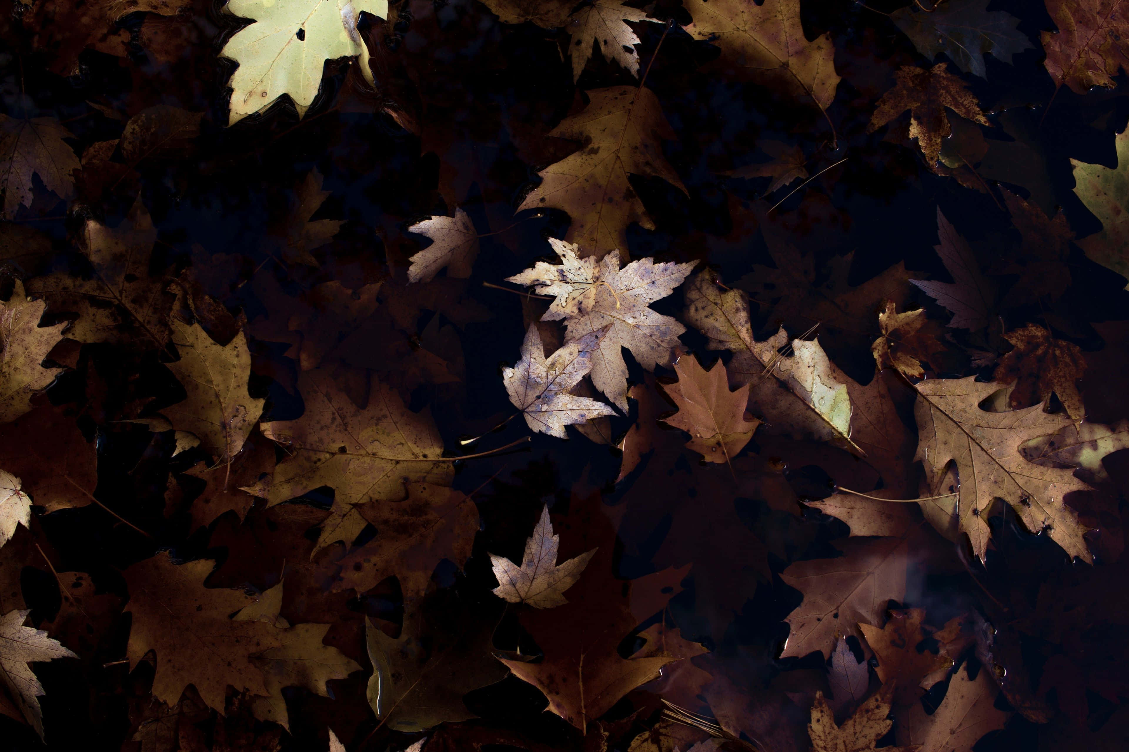 brown autumn, autumn maple leaves, rich browns and yellows, 4K Desktop Wallpaper