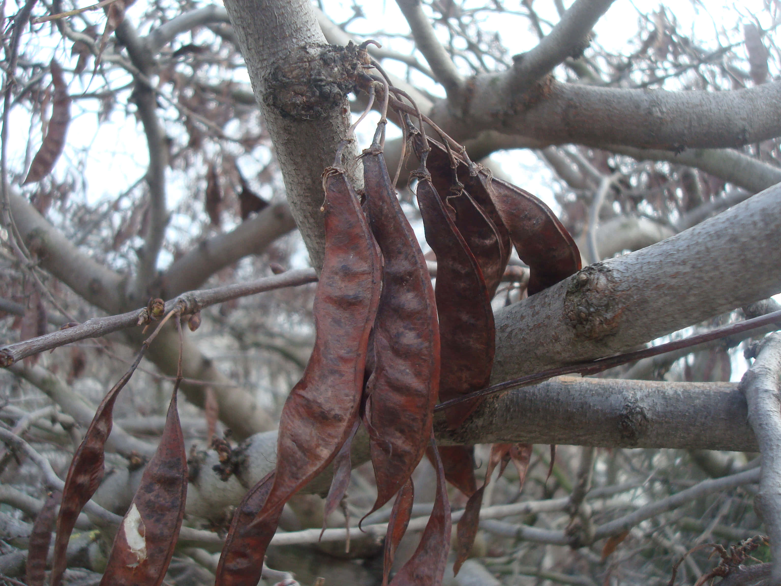 brown autumn, 3072 x 2304 wallpaper, dried brown seed pods, 2K Desktop Wallpaper