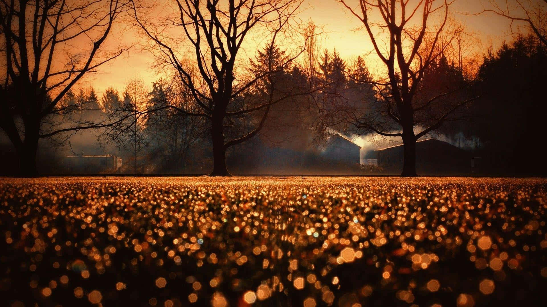 brown autumn, golden bokeh lights, field at sunrise, Full HD Desktop Wallpaper