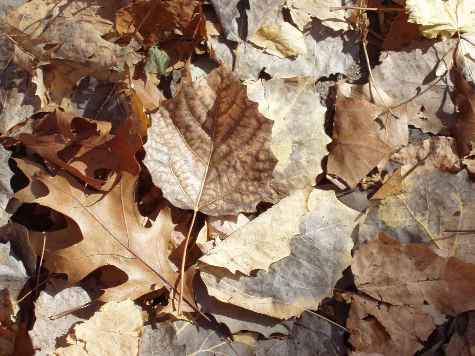 Brown Autumn, autumn leaves, rich browns, HD Desktop Wallpaper
