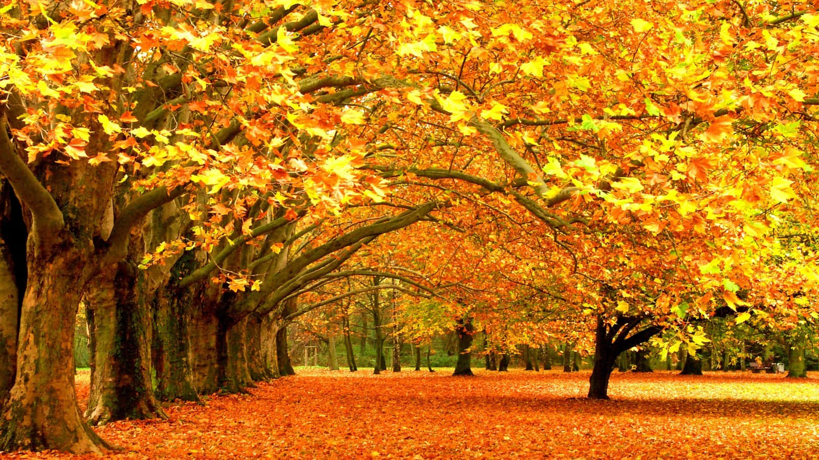 golden yellow leaves, autumn leaves, path, HD Desktop Wallpaper