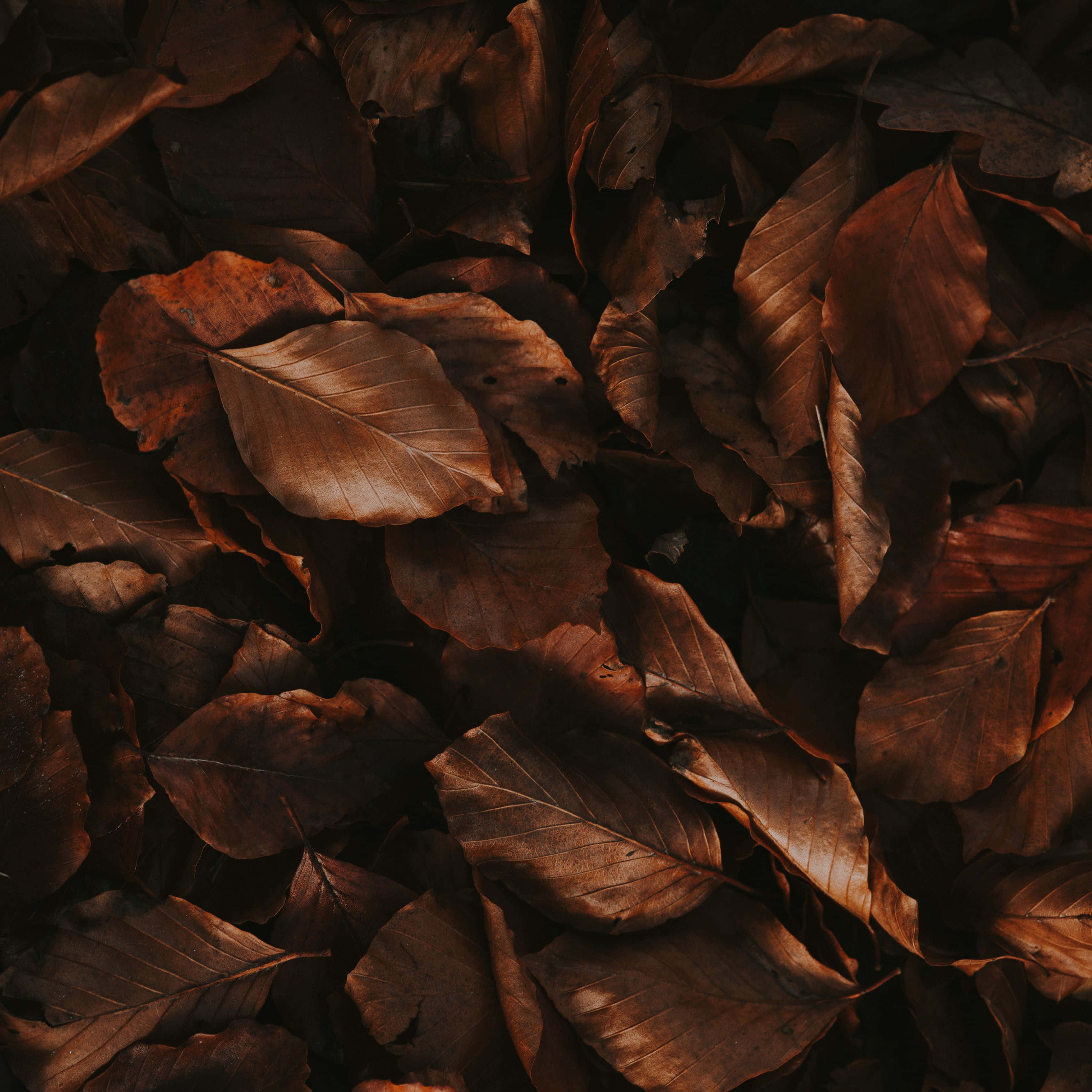 Brown Leaves, 3415 x 3415 wallpaper, dry brown leaves, 2K Desktop Wallpaper