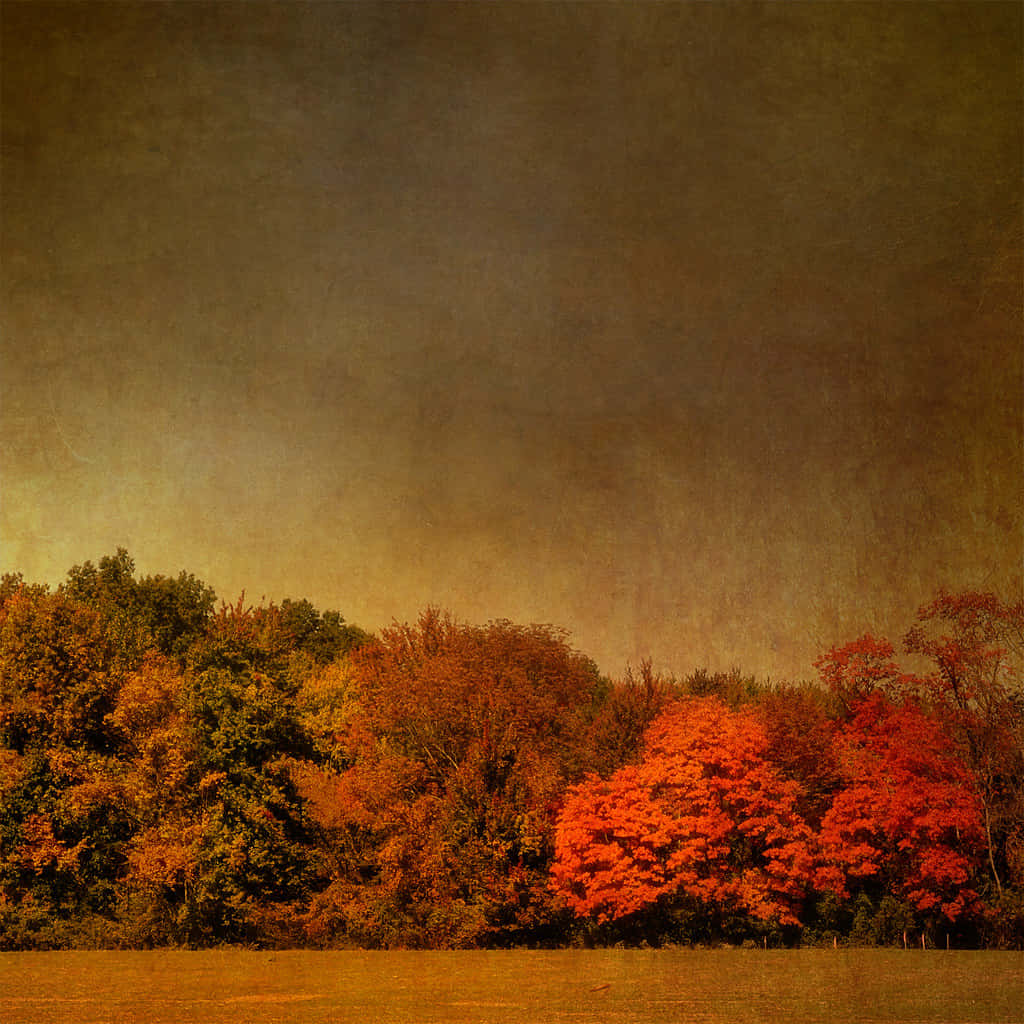 brown autumn, autumn forest, fiery red trees, SD Desktop Wallpaper