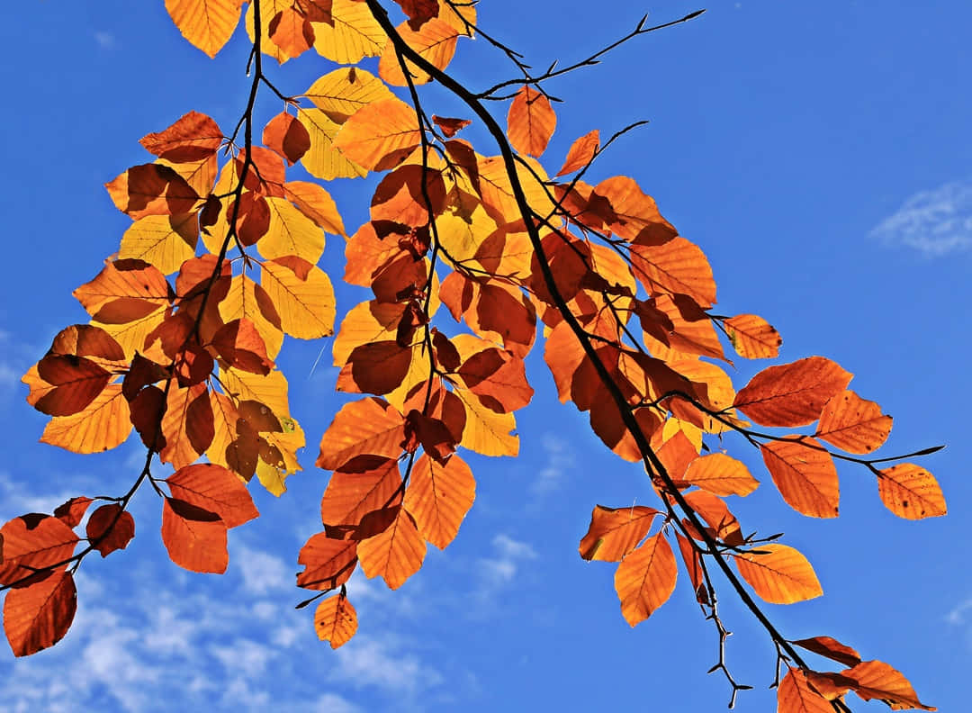 Brown Autumn Scenery, vibrant orange autumn leaves, clear blue sky, SD Desktop Wallpaper