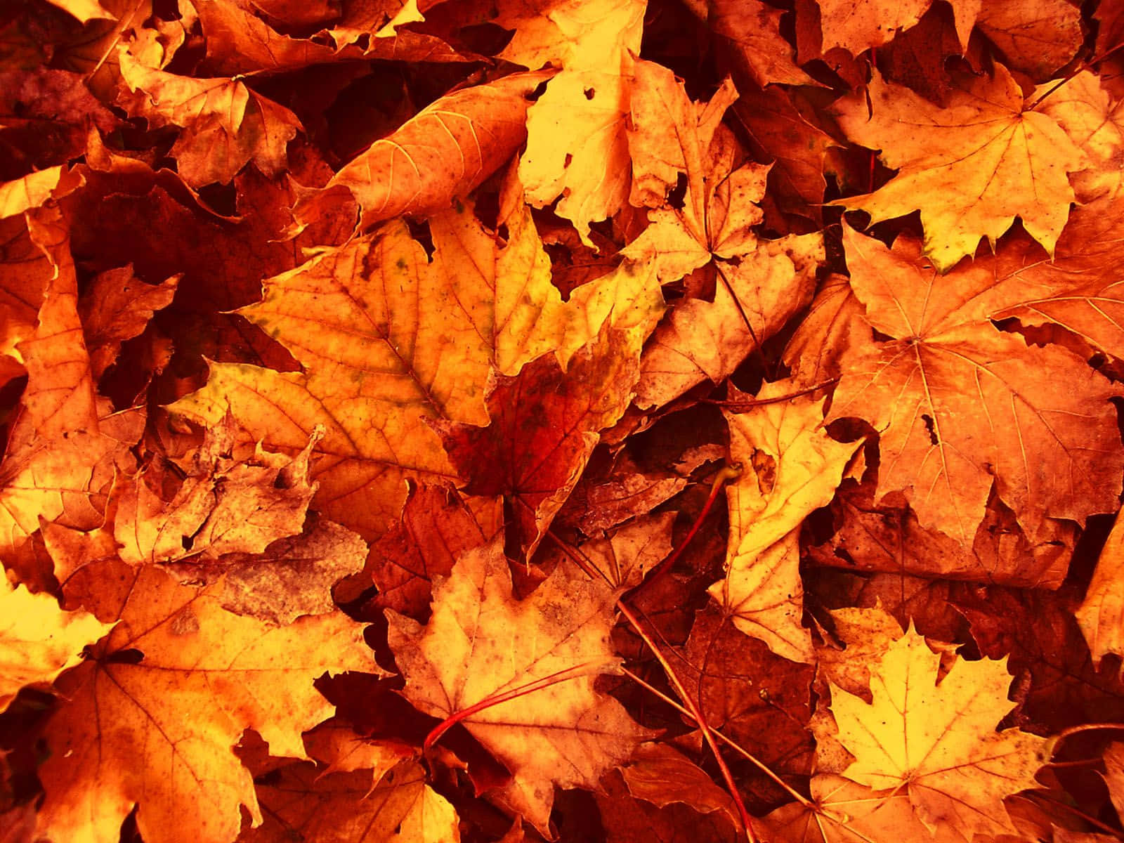 golden orange maple leaves, crisp veins, subtle brown edges, HD Desktop Wallpaper