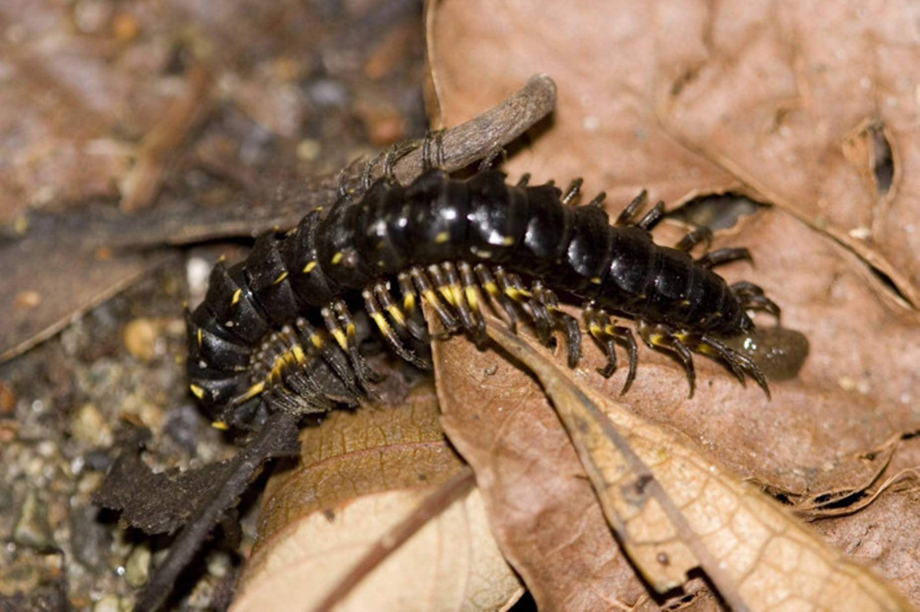 centipede, black, dried brown leaves, HD Desktop Wallpaper