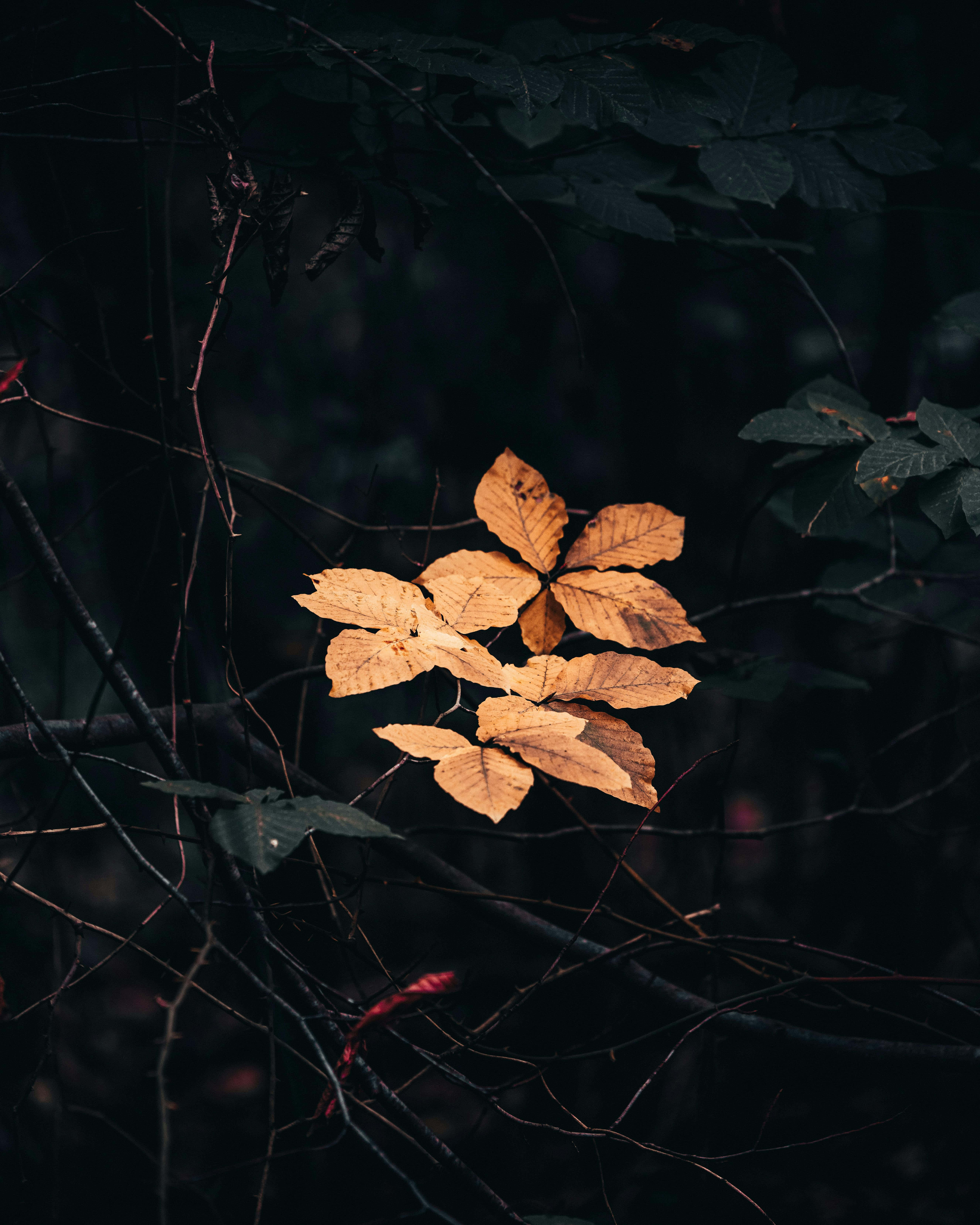 Autumn Whispers in the Dark, golden leaf, dark forest, 5K Phone Wallpaper