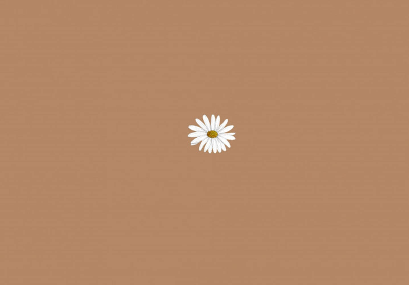 brown aesthetic, daisy, white daisy, HD Desktop Wallpaper