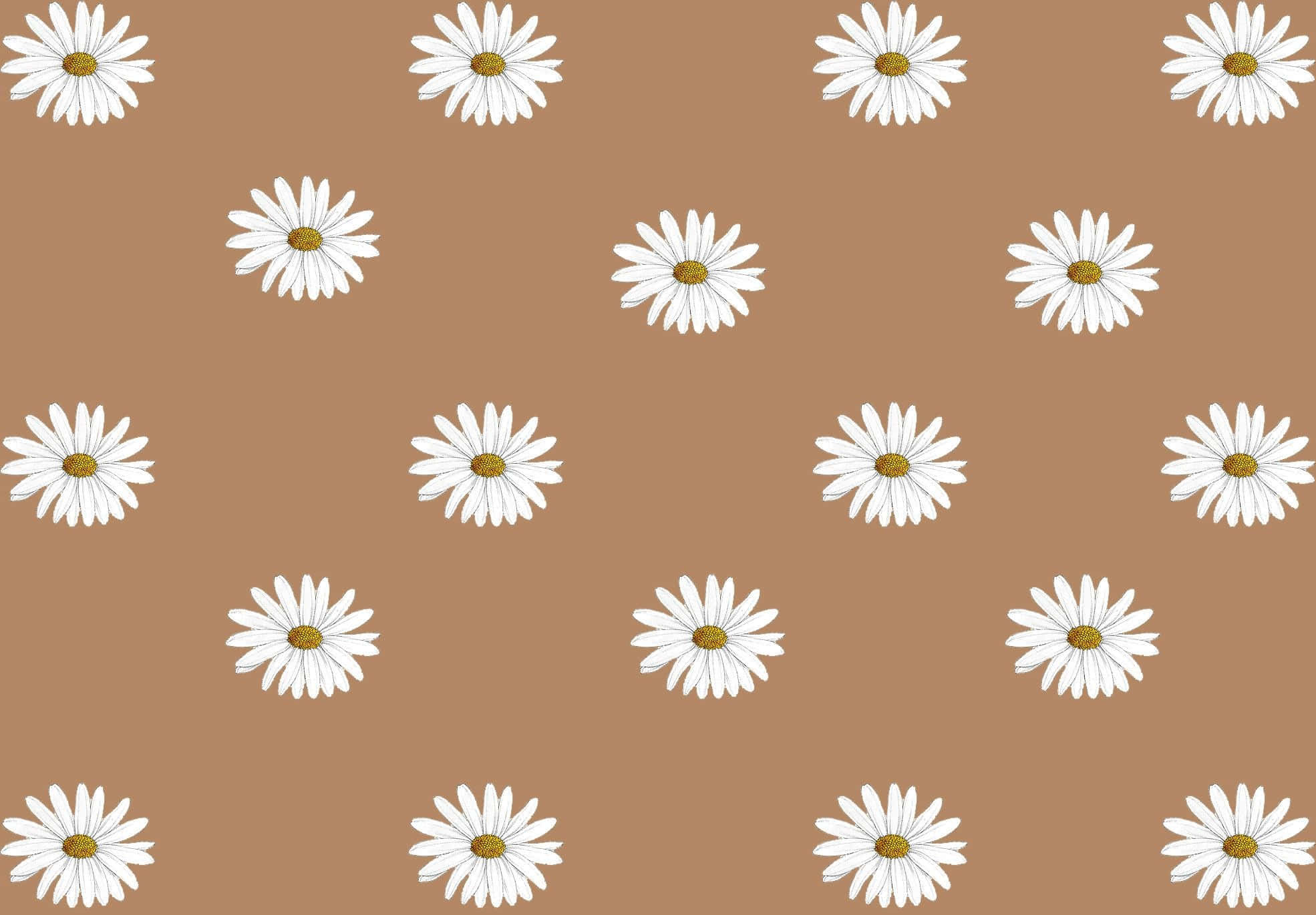 white daisies, yellow centers, solid tan background, Full HD Desktop Wallpaper