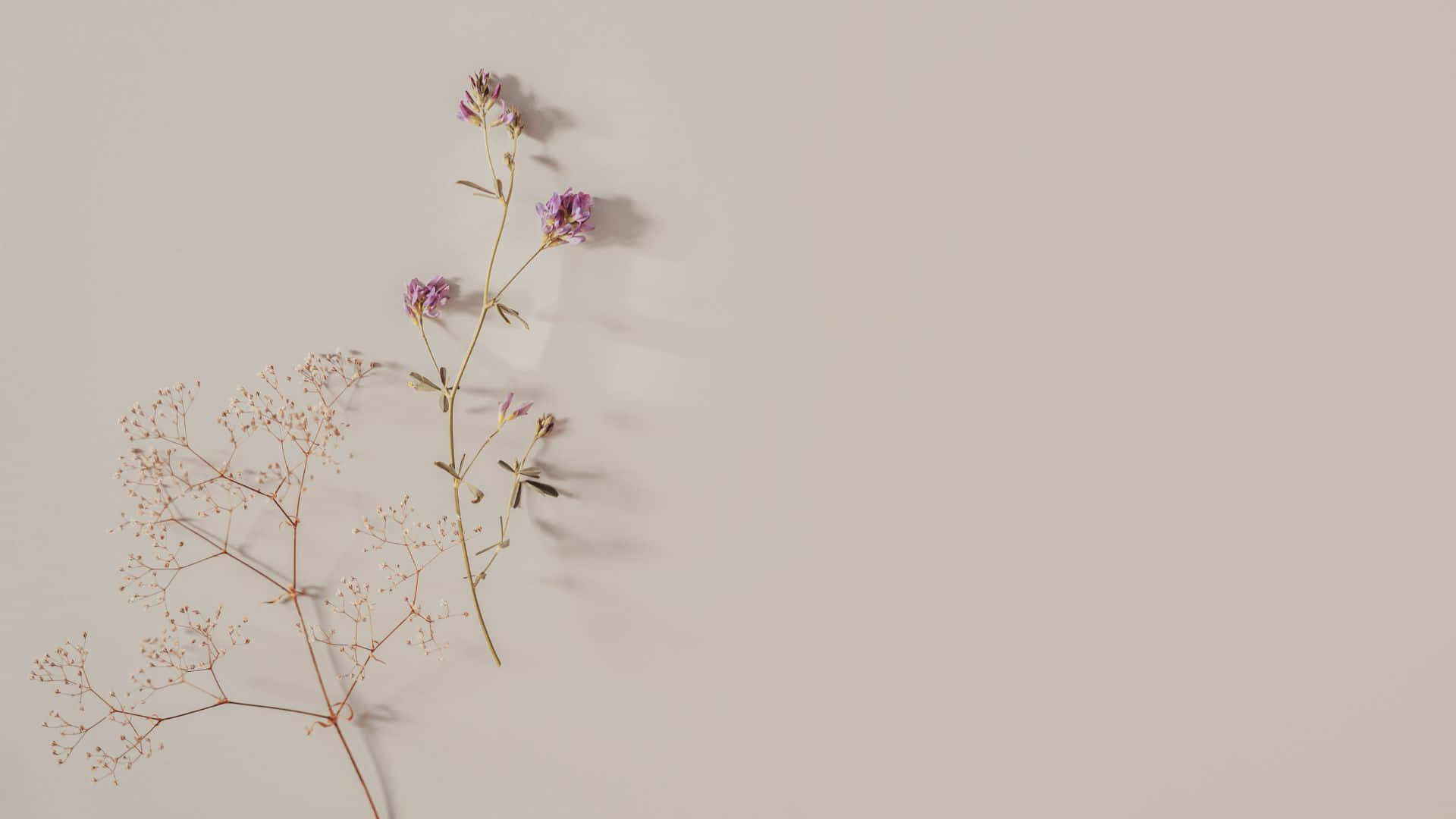pastel brown, muted beige, delicate dried flowers, Full HD Desktop Wallpaper