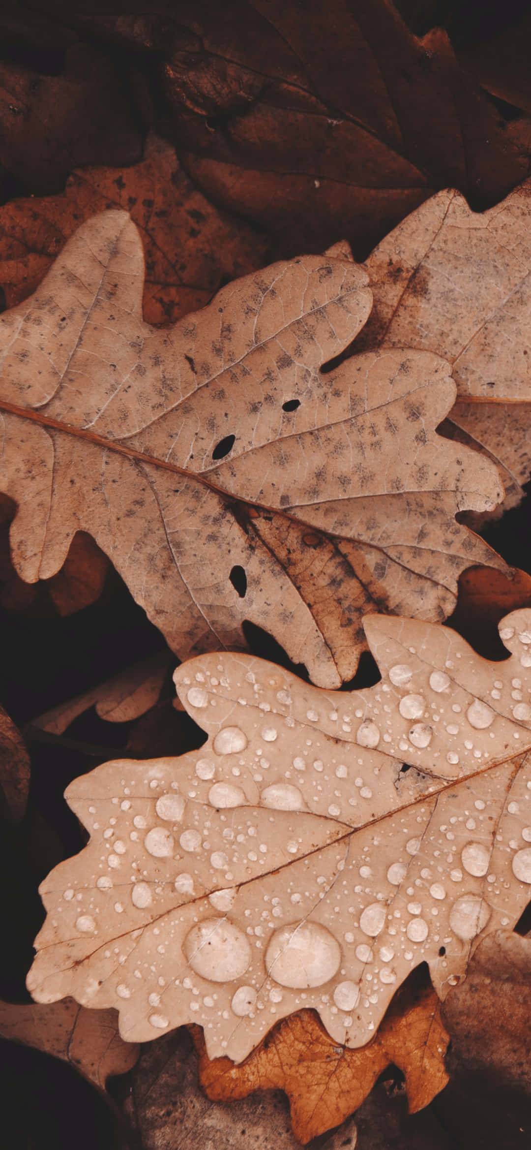 brown pastel aesthetic, damp oak leaves, dew drops, Full HD Phone Wallpaper