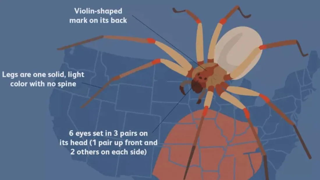 Brown Recluse Spider