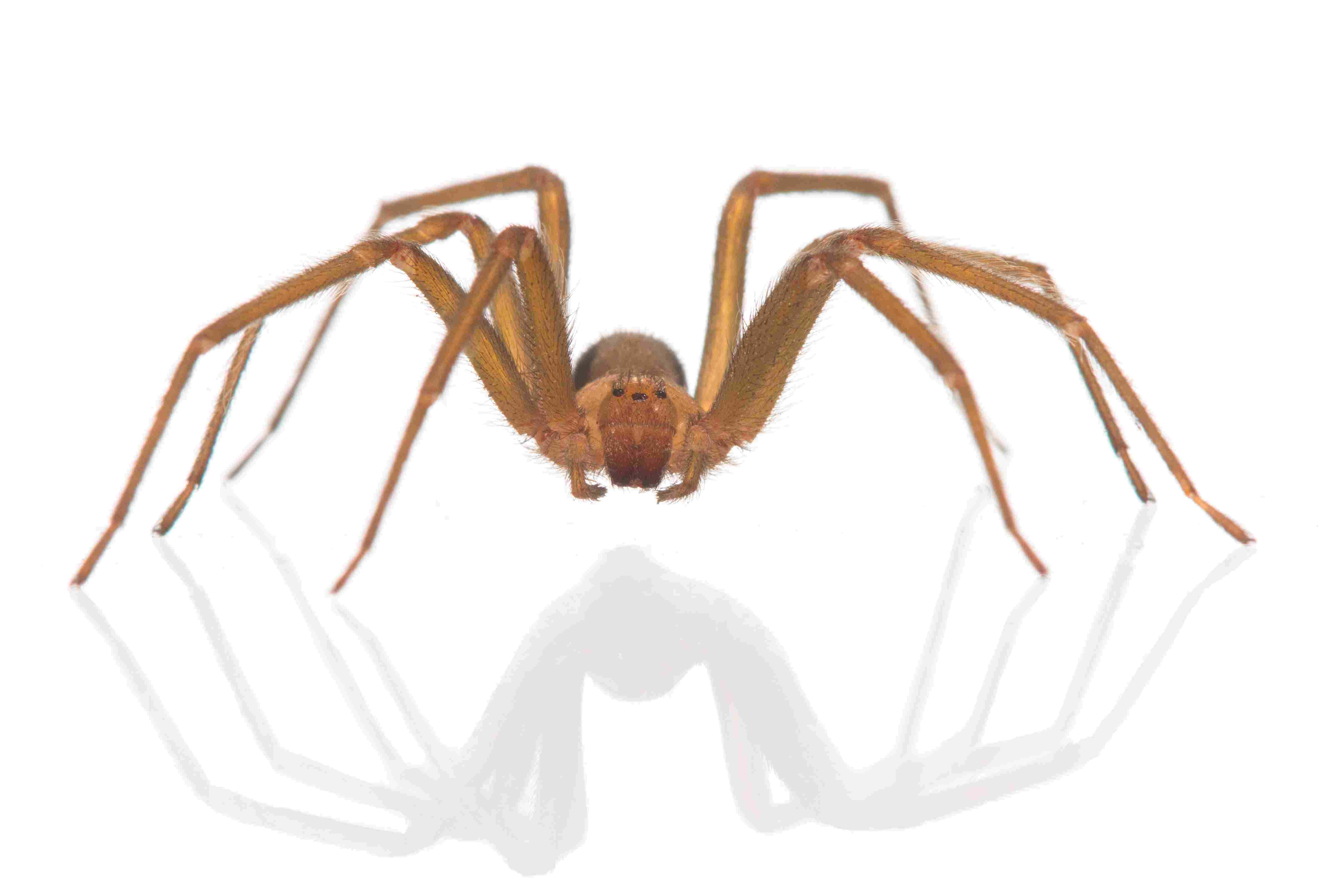 Brown Recluse Spider, long legs, reflective white surface, 4K Desktop Wallpaper