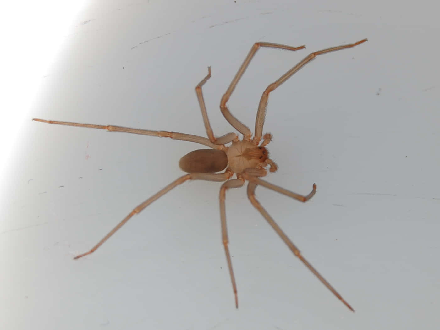 Brown Recluse Spider, light brown, long slender legs, HD Desktop Wallpaper