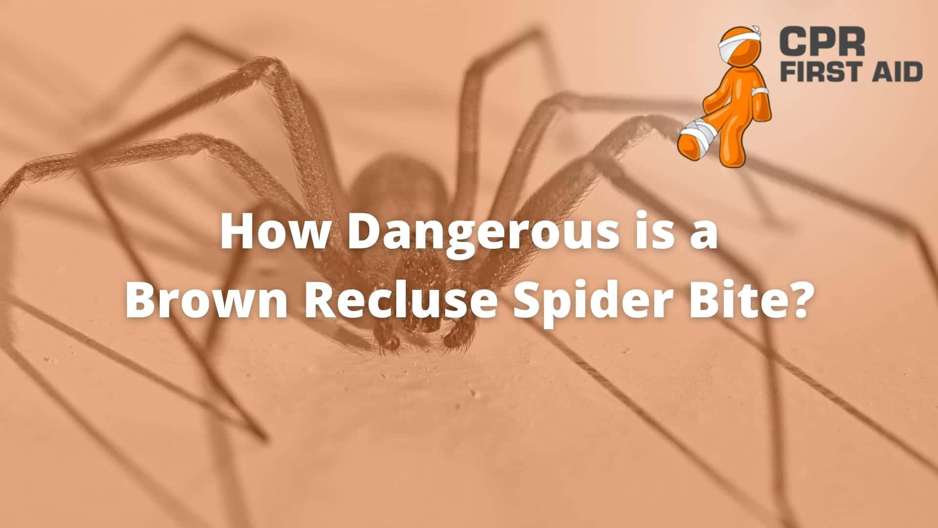 Brown Recluse Spider, beige surface, close-up photo, Full HD Desktop Wallpaper