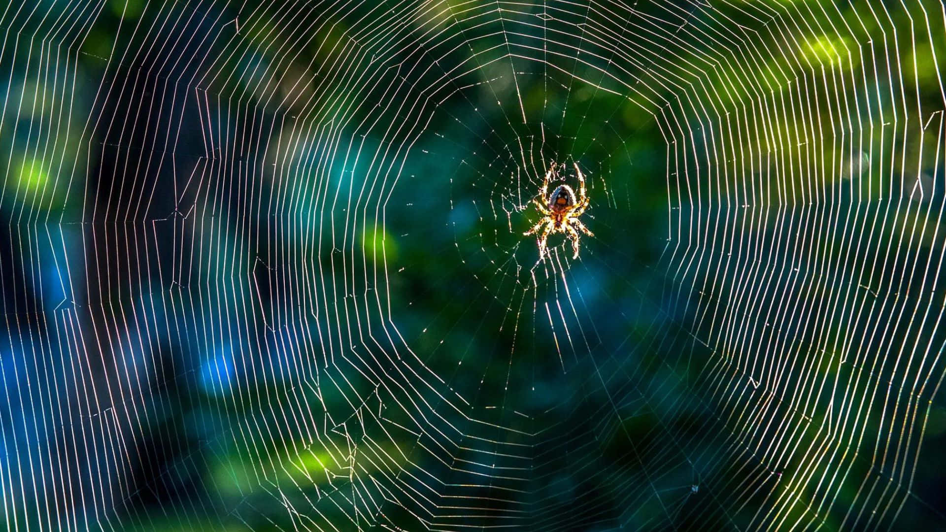 Brown Recluse Spider, glowing web, green and blue forest backdrop, Full HD Desktop Wallpaper