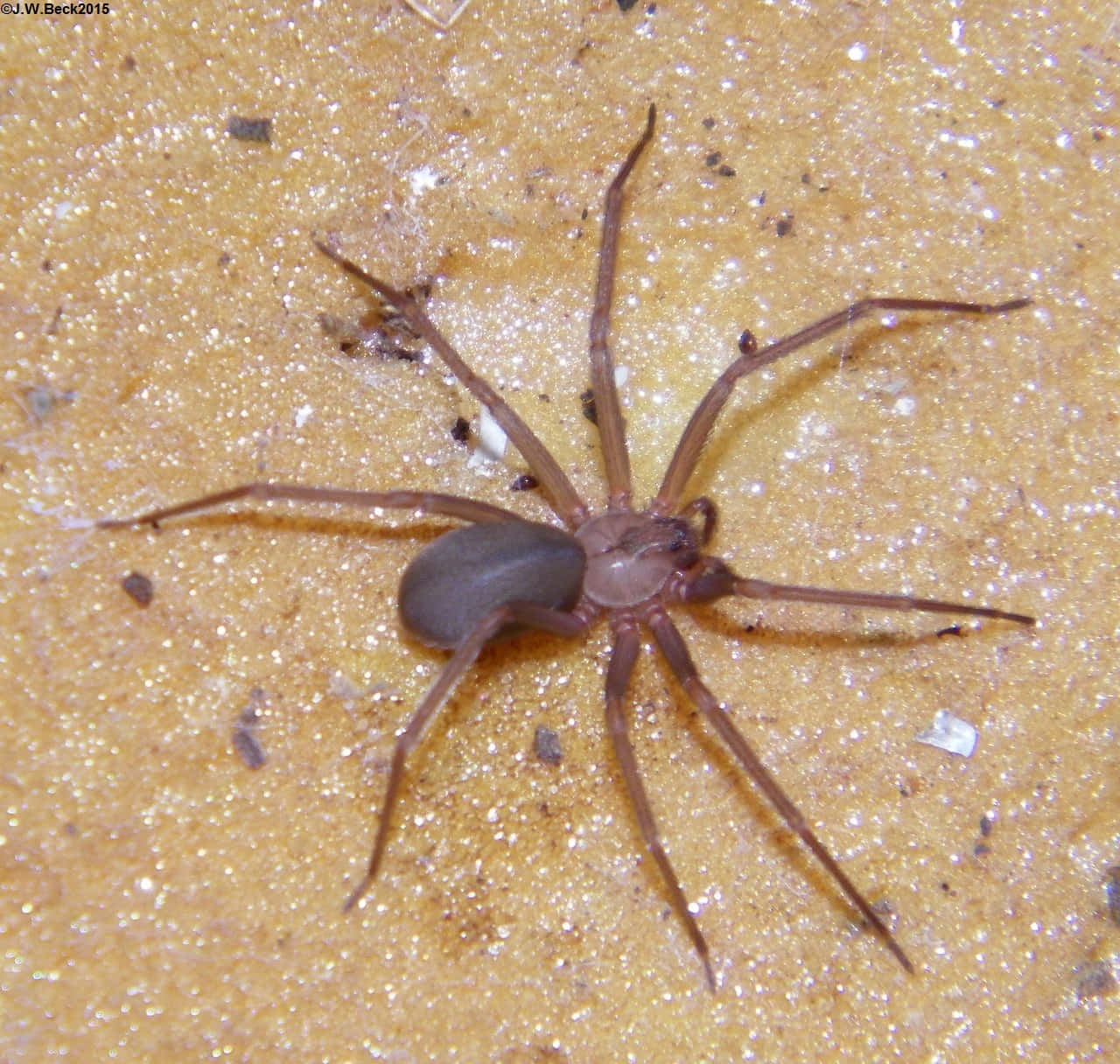 Brown Recluse Spider, textured sandy ground, close-up photo, HD Desktop Wallpaper