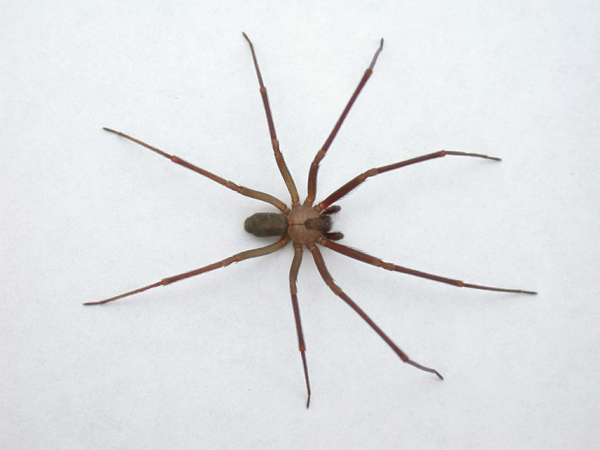 Brown Recluse Spider, close-up photo, long legs, Full HD Desktop Wallpaper
