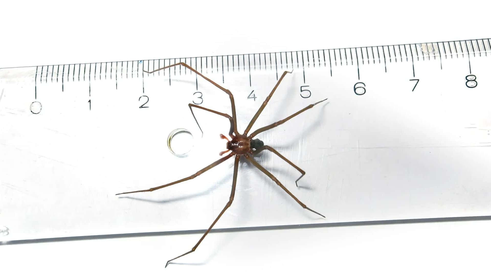 Brown Recluse Spider, white ruler, five centimeters, Full HD Desktop Wallpaper