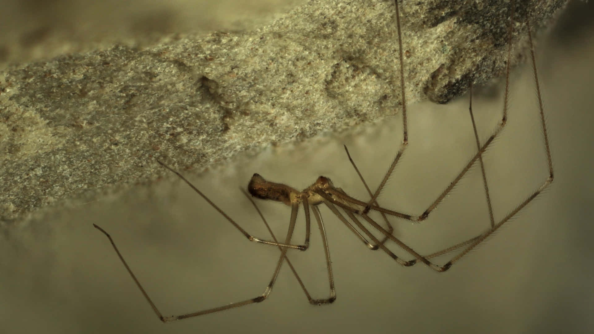 Brown Recluse Spider, web, long-legged spider, Full HD Desktop Wallpaper