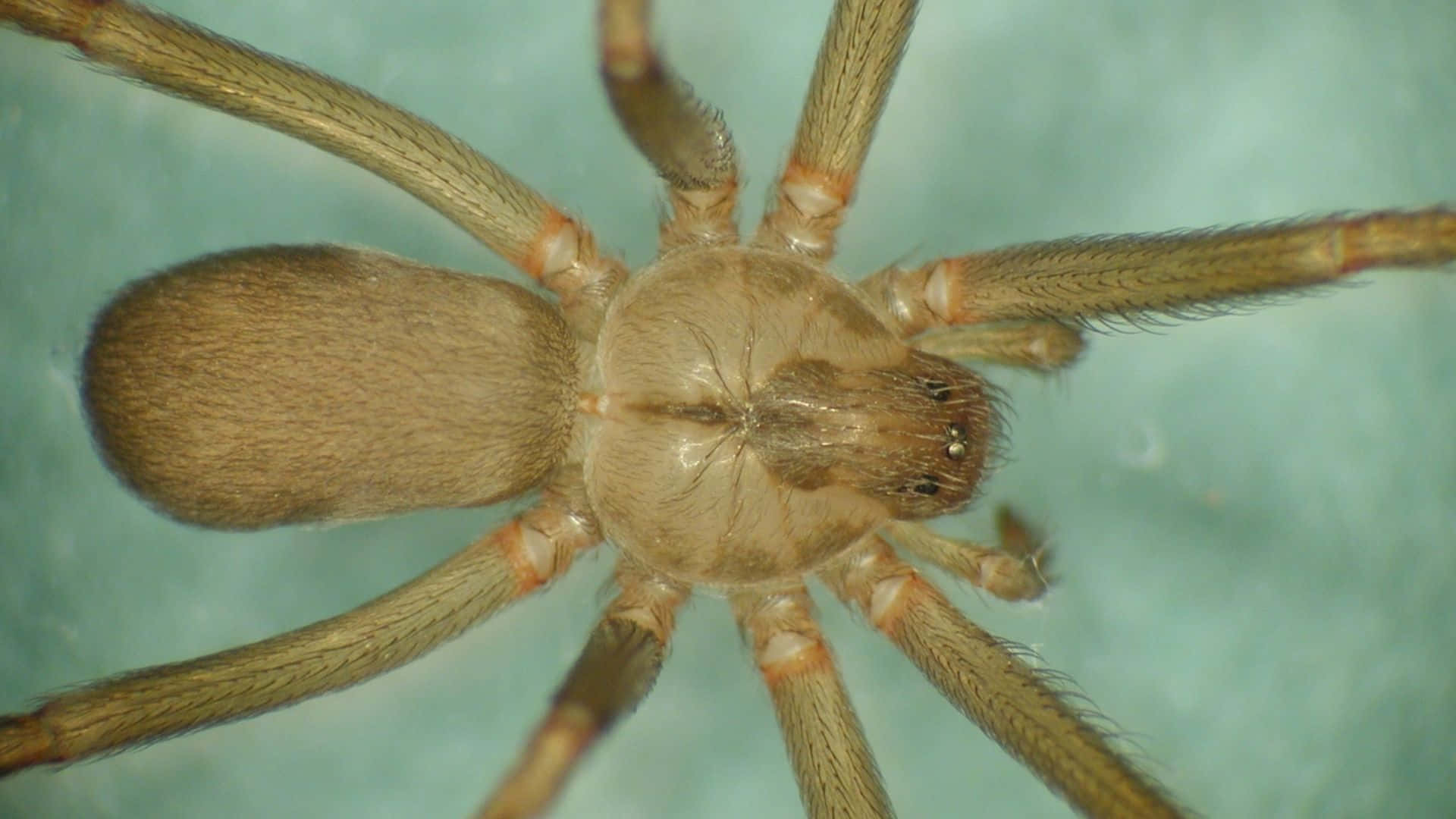 Brown Recluse Spider, teal surface, hairy legs, Full HD Desktop Wallpaper