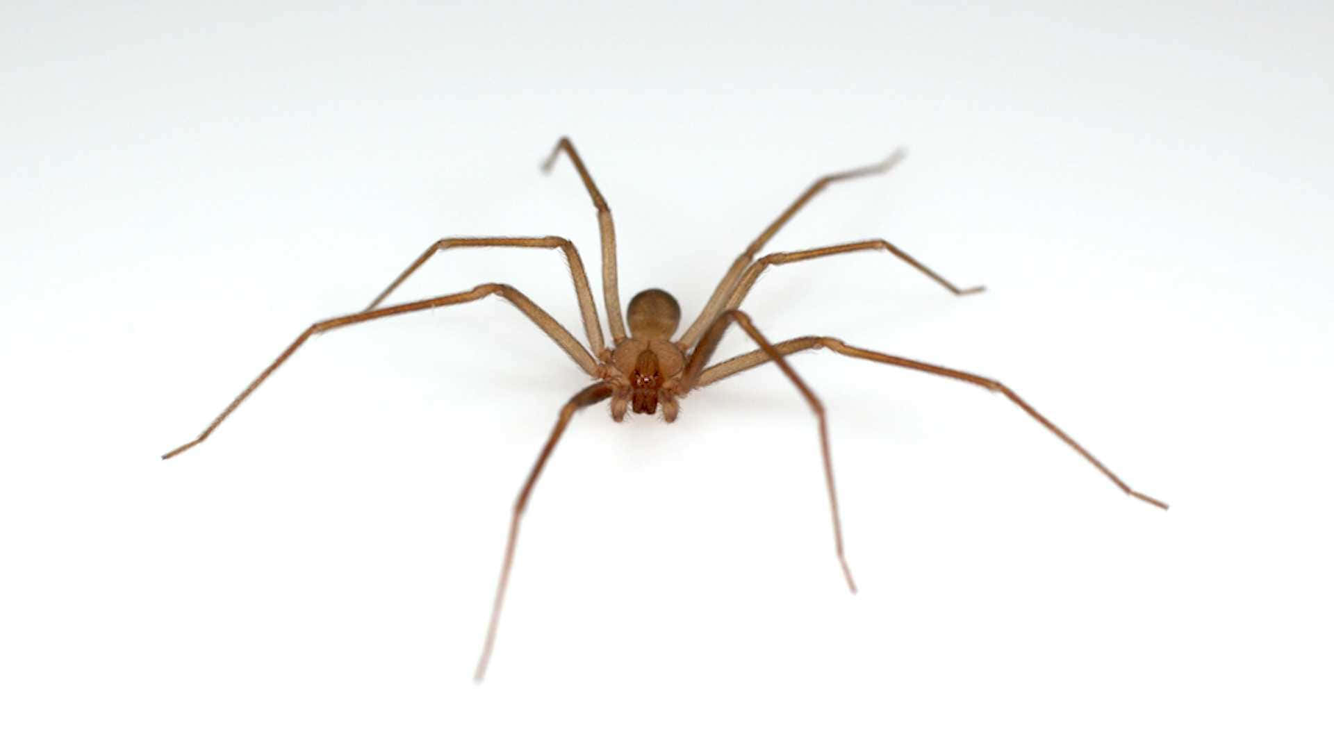 Brown Recluse Spider, light brown, long slender legs, Full HD Desktop Wallpaper