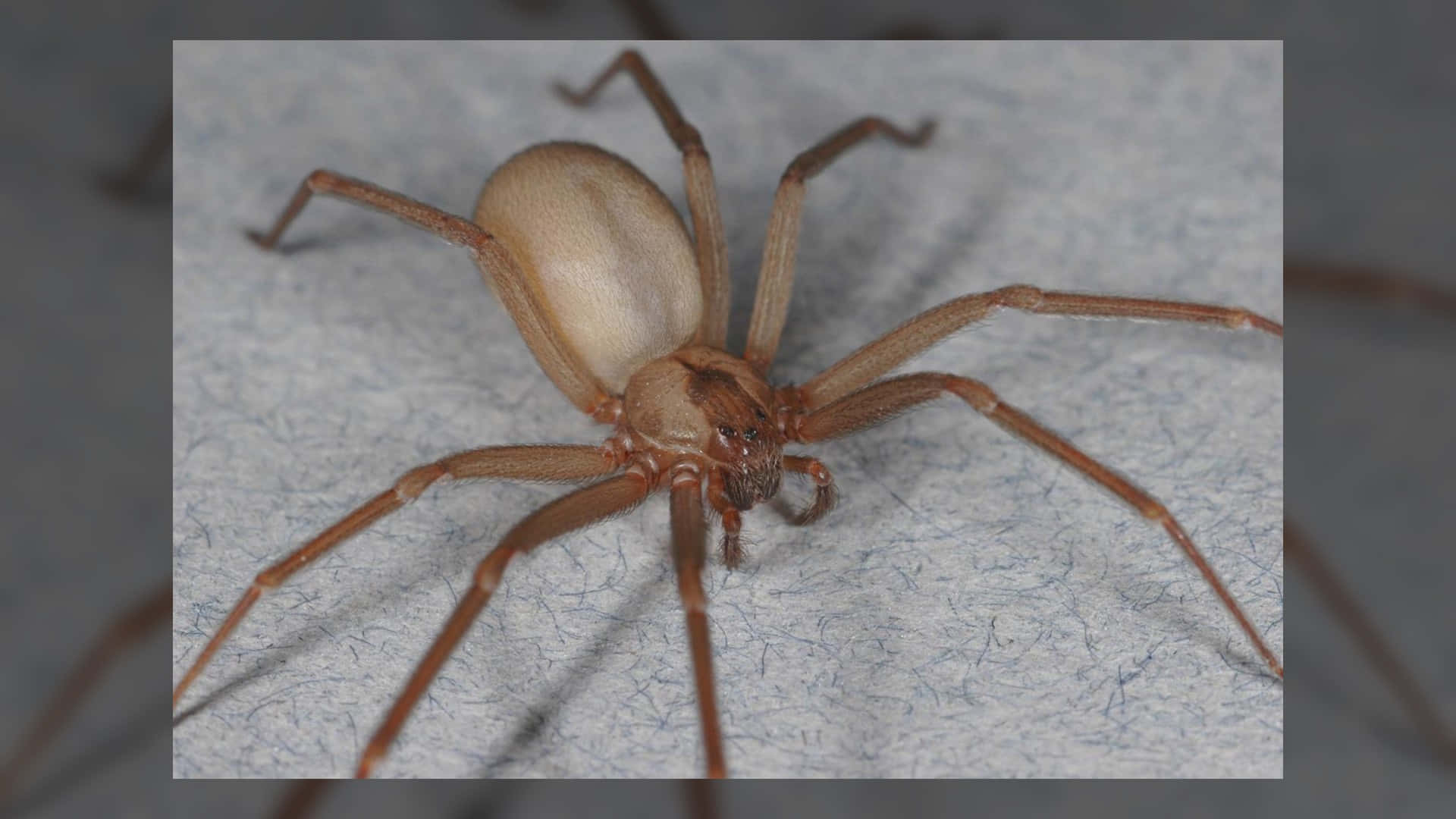 Brown Recluse Spider, light brown, long legs, Full HD Desktop Wallpaper