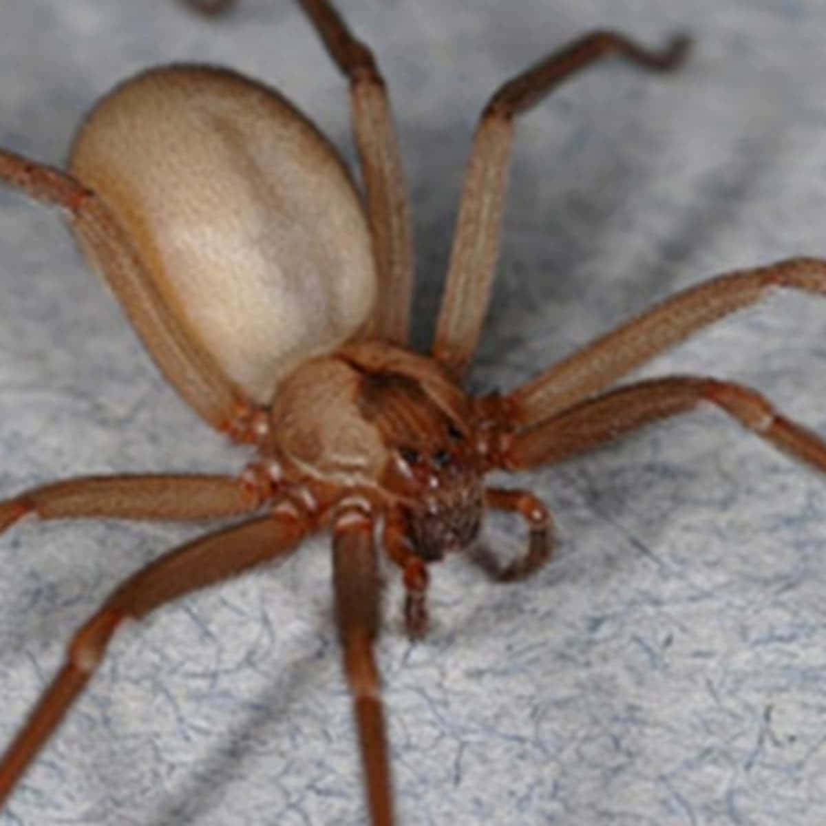 Brown Recluse Spider, large brown spider, long legs, SD Desktop Wallpaper