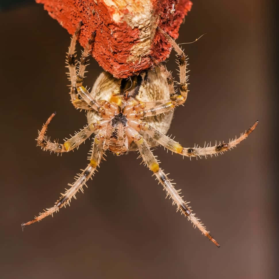Brown Recluse Spider, red-orange surface, blurred brown background, SD Desktop Wallpaper