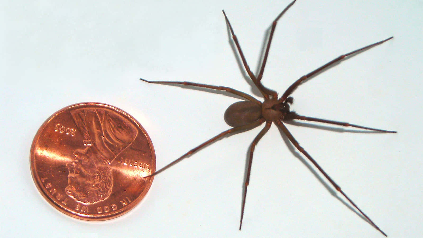 Brown Recluse Spider, copper penny, plain white surface, HD Desktop Wallpaper