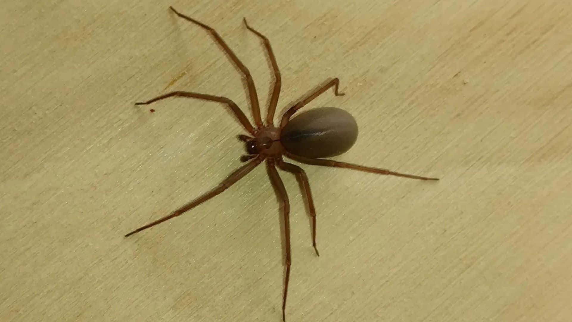 Brown Recluse Spider, 1920 x 1080, light wood surface, Full HD Desktop Wallpaper