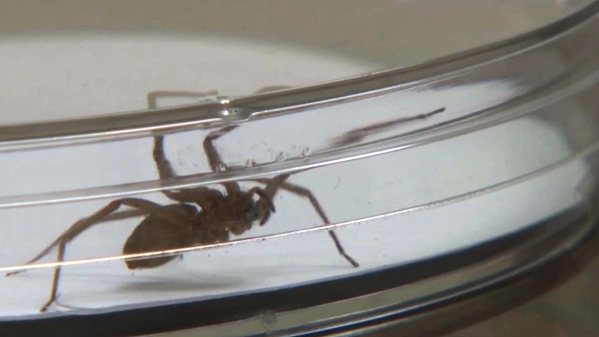 Brown Recluse Spider, clear glass container, visible metal bands, Full HD Desktop Wallpaper