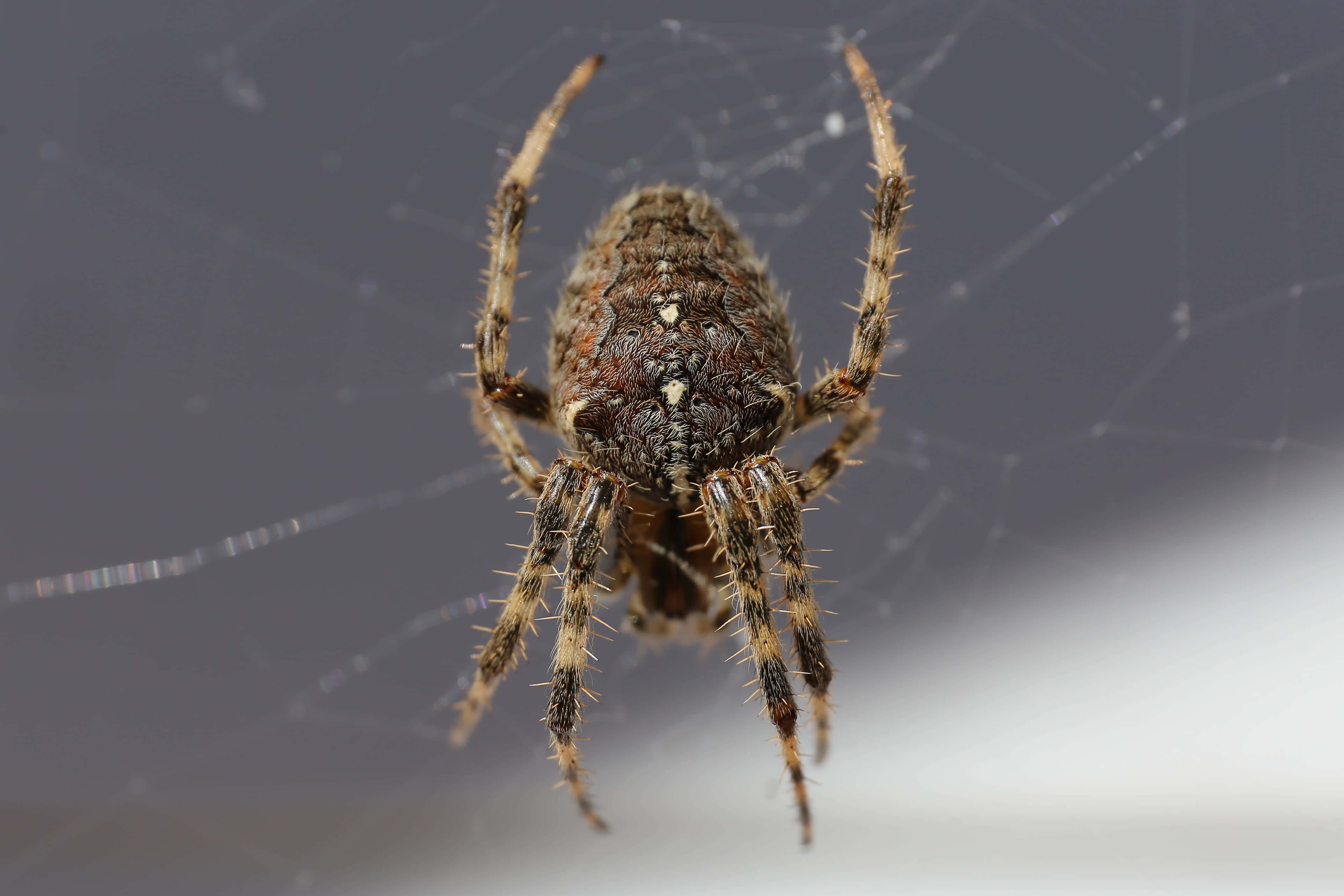 Brown Recluse Spider, intricate web, spiky legs, 4K Desktop Wallpaper