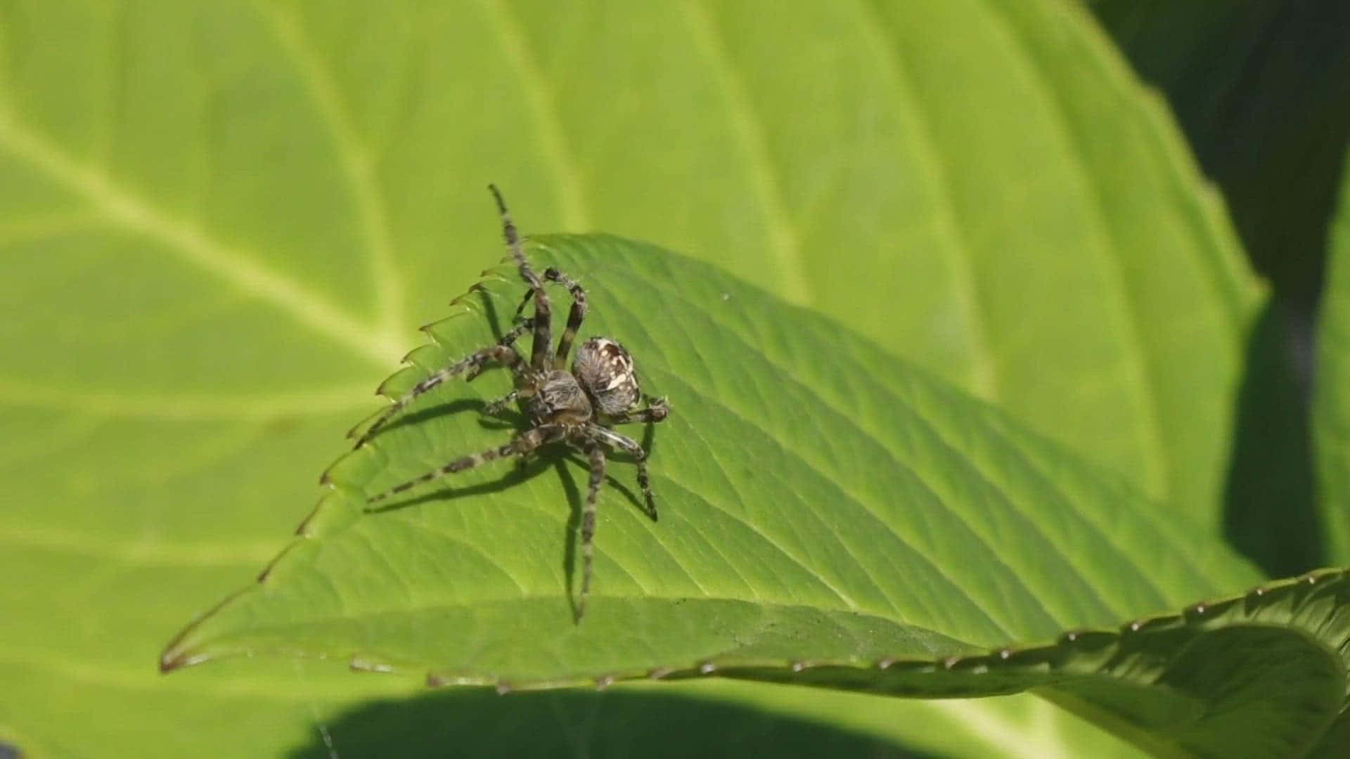 Brown Recluse Spider, patterned legs, vibrant green leaf, Full HD Desktop Wallpaper