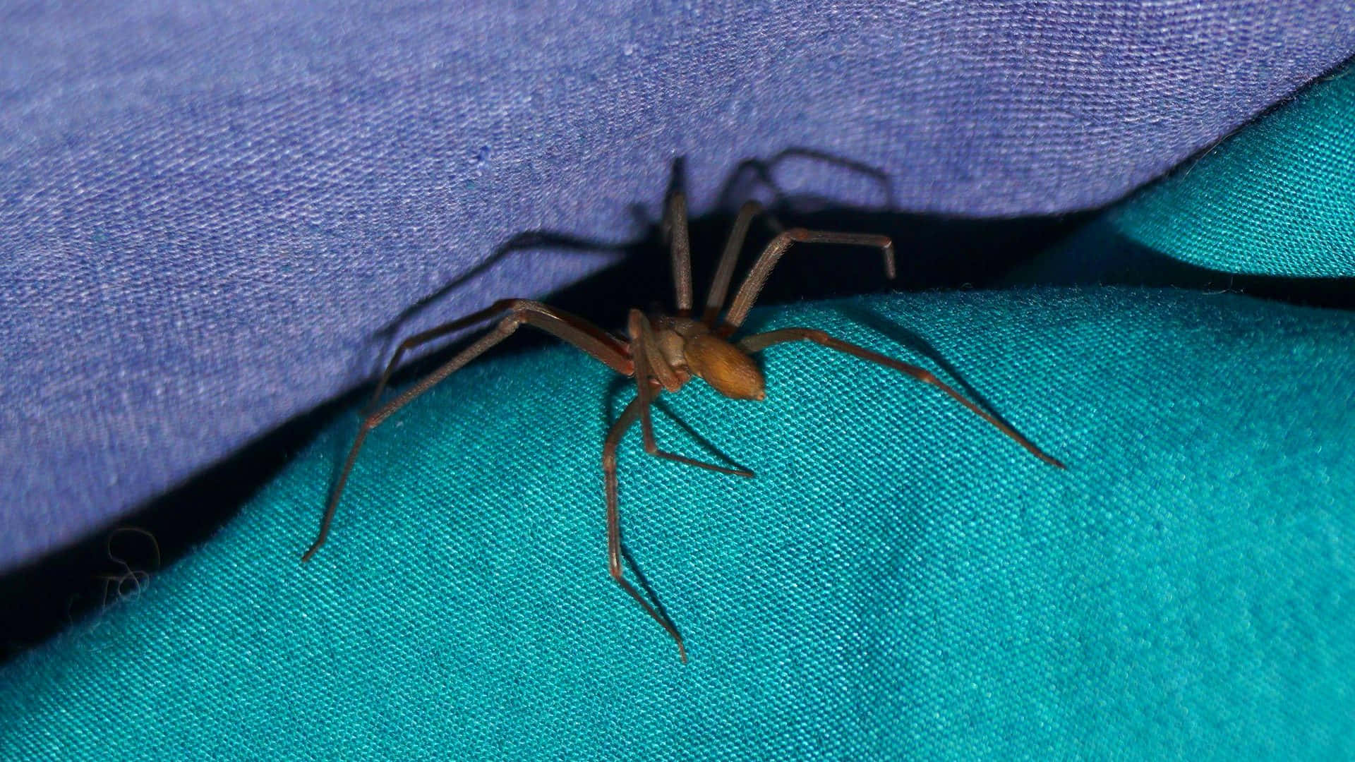 Brown Recluse Spider, web, textured blue and teal fabric, Full HD Desktop Wallpaper