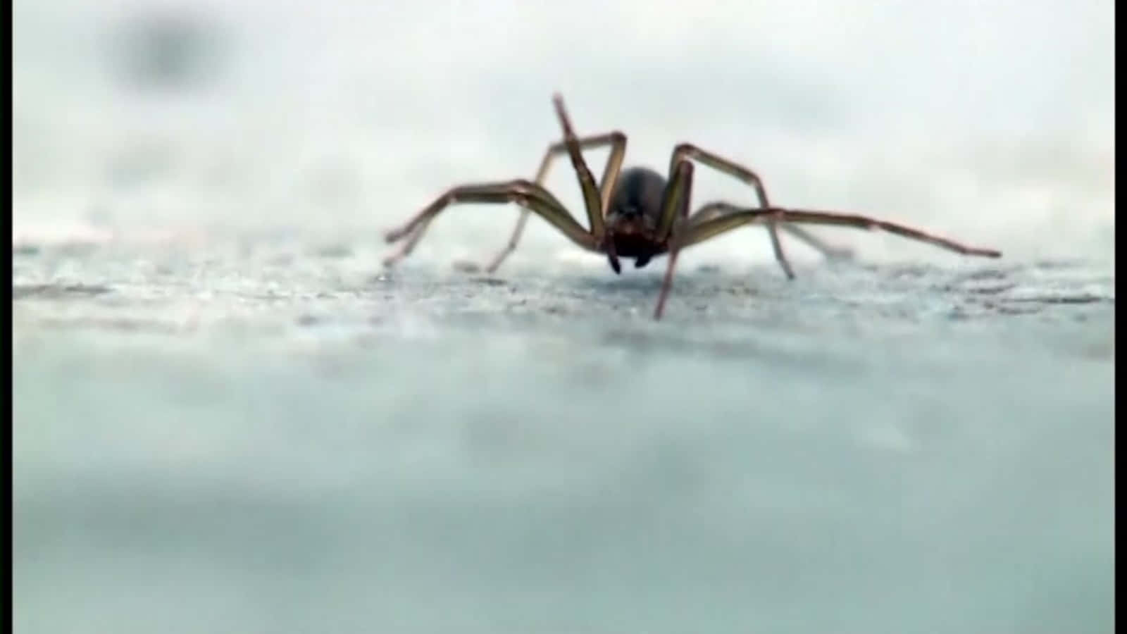 Brown Recluse Spider, macro shot, textured surface, HD Desktop Wallpaper