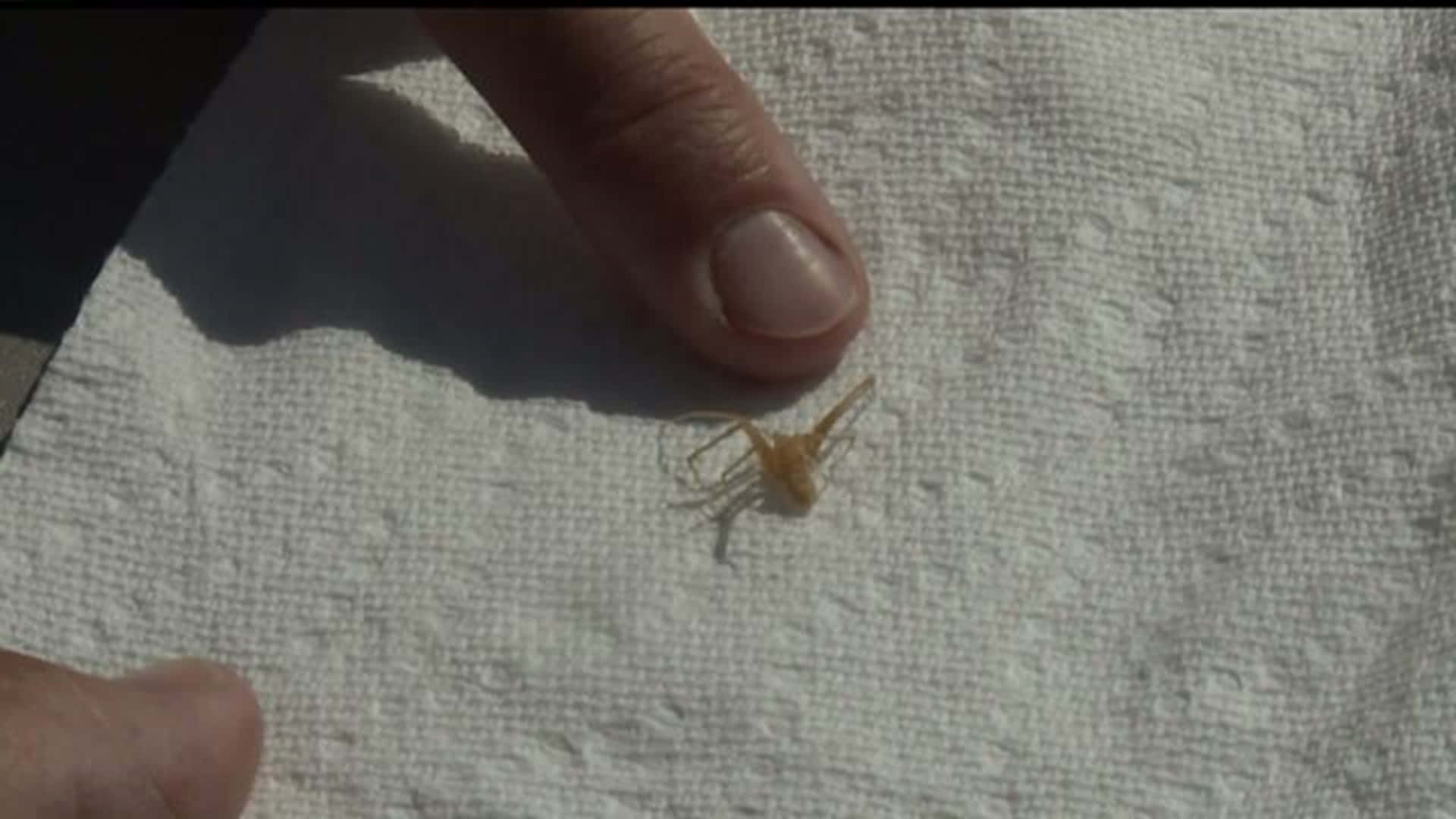 Brown Recluse Spider, white textured paper towel, human finger, Full HD Desktop Wallpaper