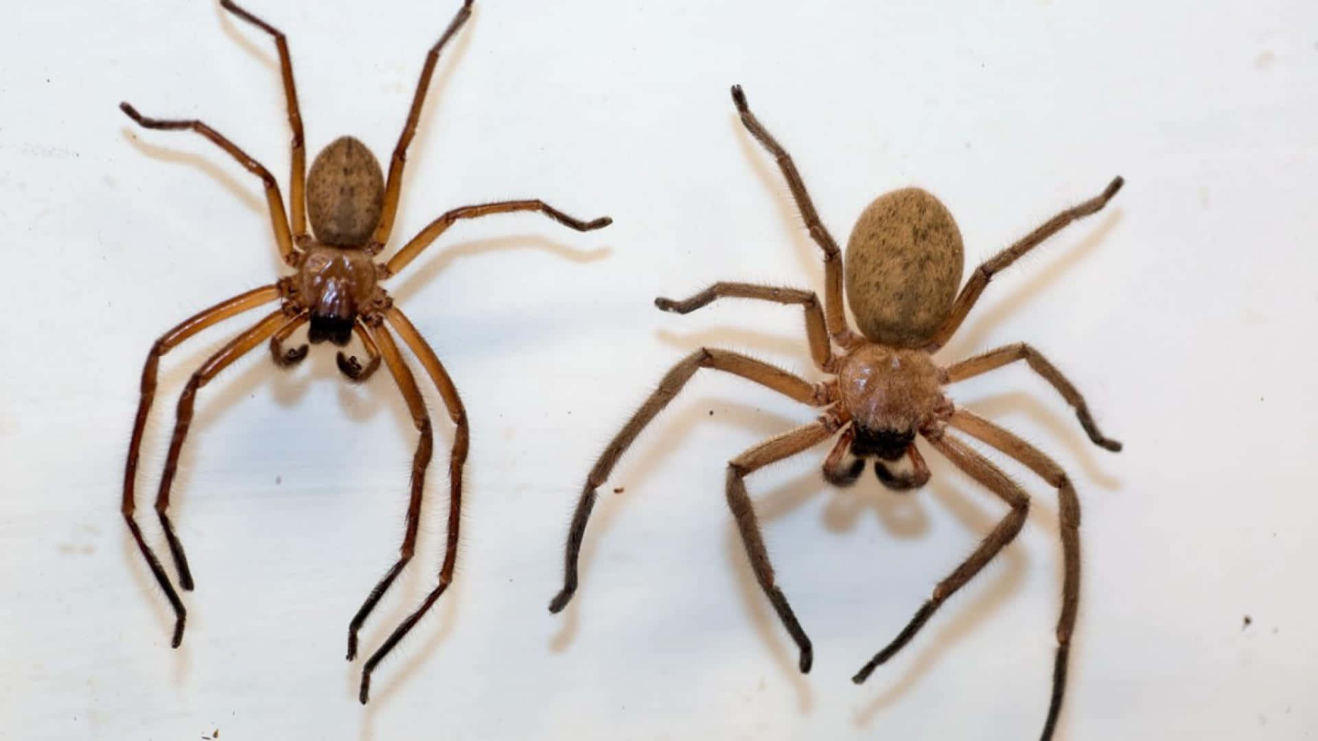 Brown Recluse Spider, web, plain white surface, Full HD Desktop Wallpaper