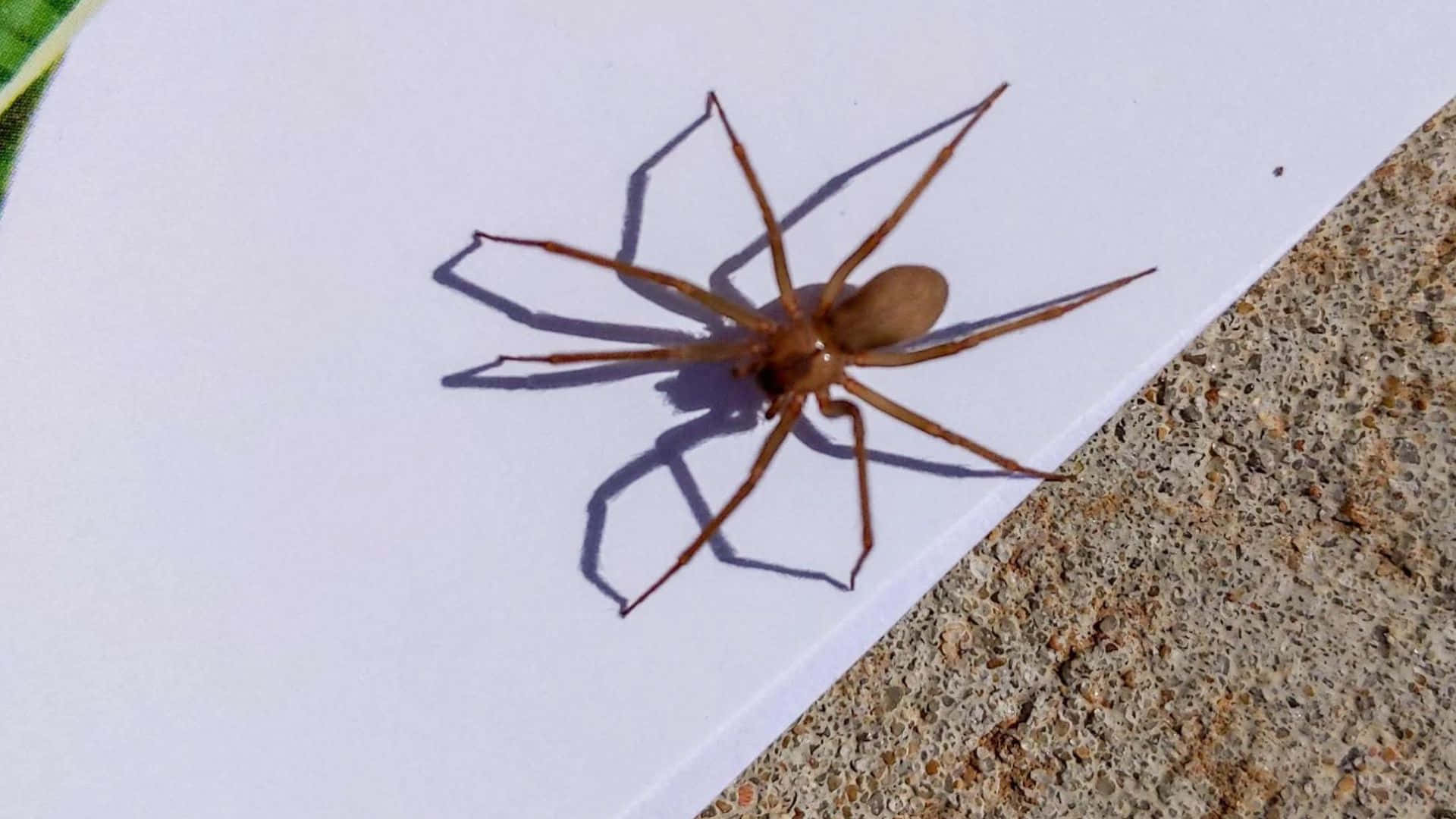 Brown Recluse Spider, white surface, textured concrete, Full HD Desktop Wallpaper