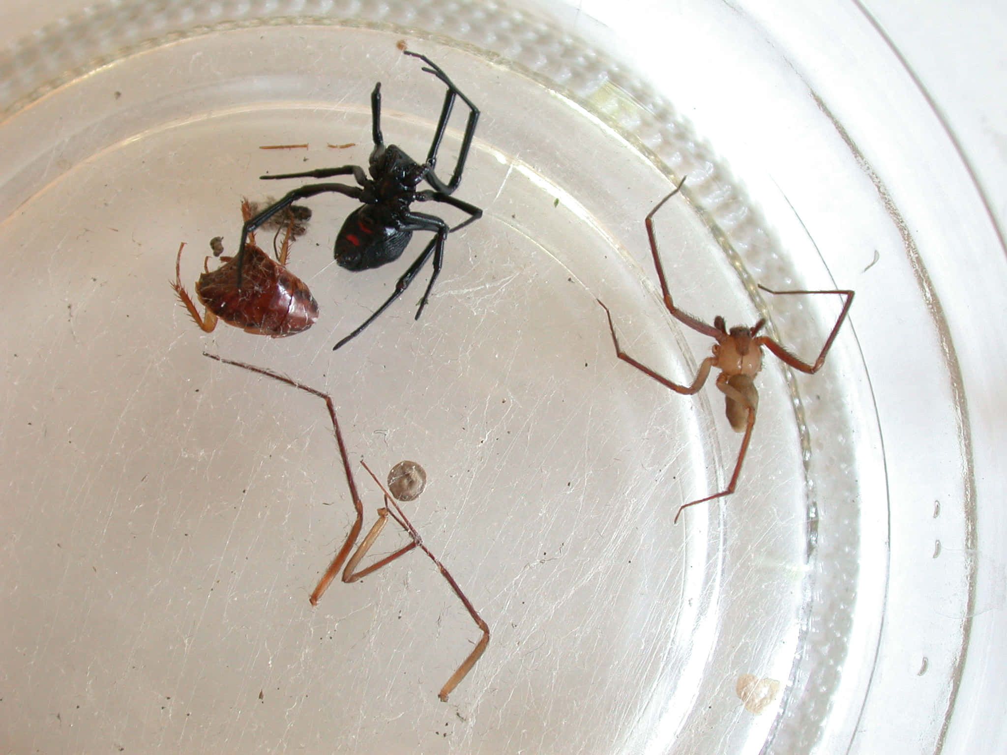 Brown Recluse Spider, three spiders, beetle, Full HD Desktop Wallpaper