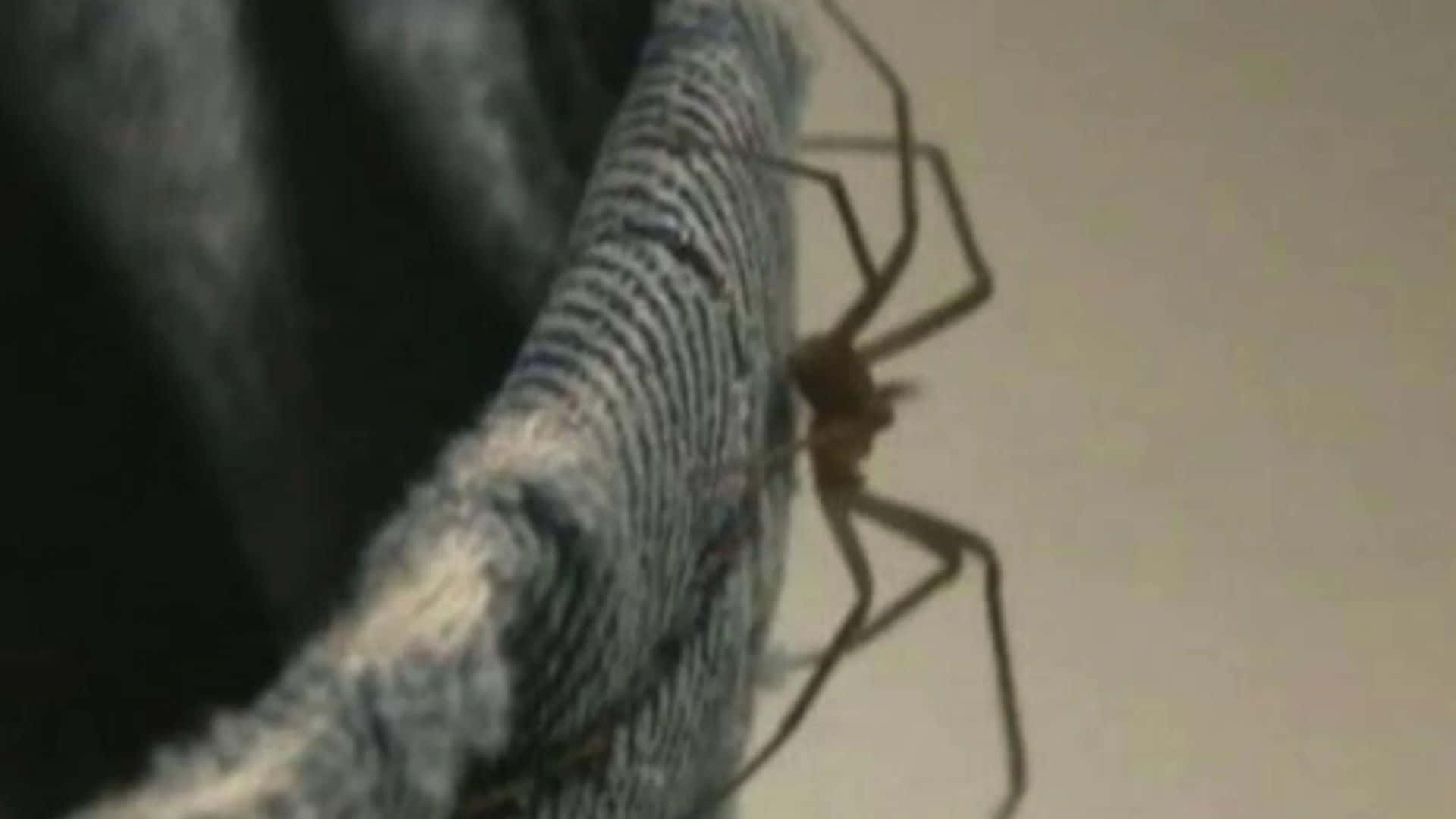 Brown Recluse Spider, long-legged spider, textured gray fabric surface, Full HD Desktop Wallpaper