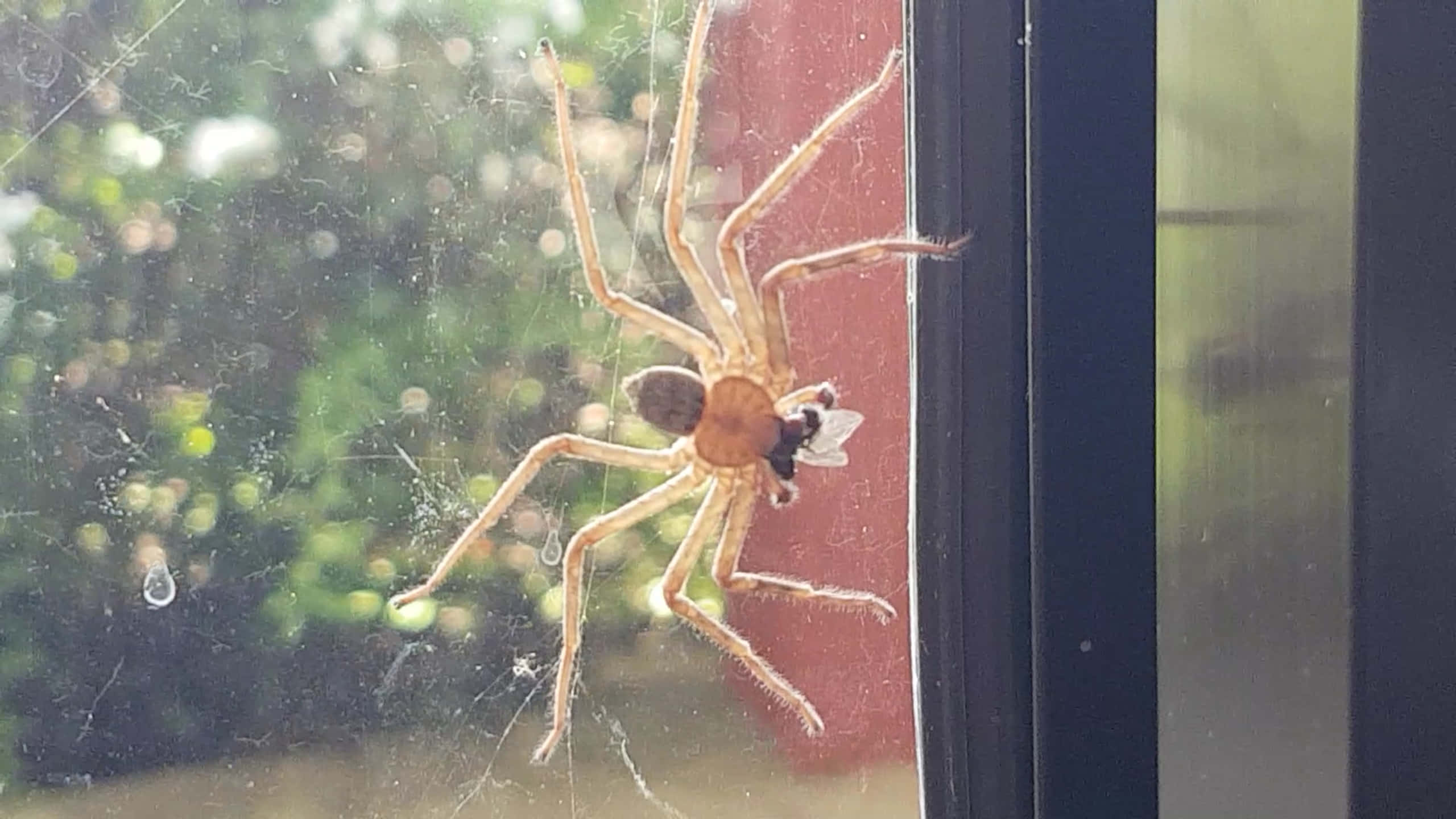 Brown Recluse Spider, glass pane, captured fly, 2K Desktop Wallpaper