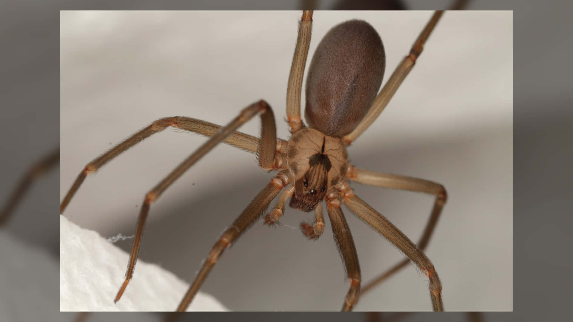 Brown Recluse Spider, 1920 x 1080, white textured surface, Full HD Desktop Wallpaper