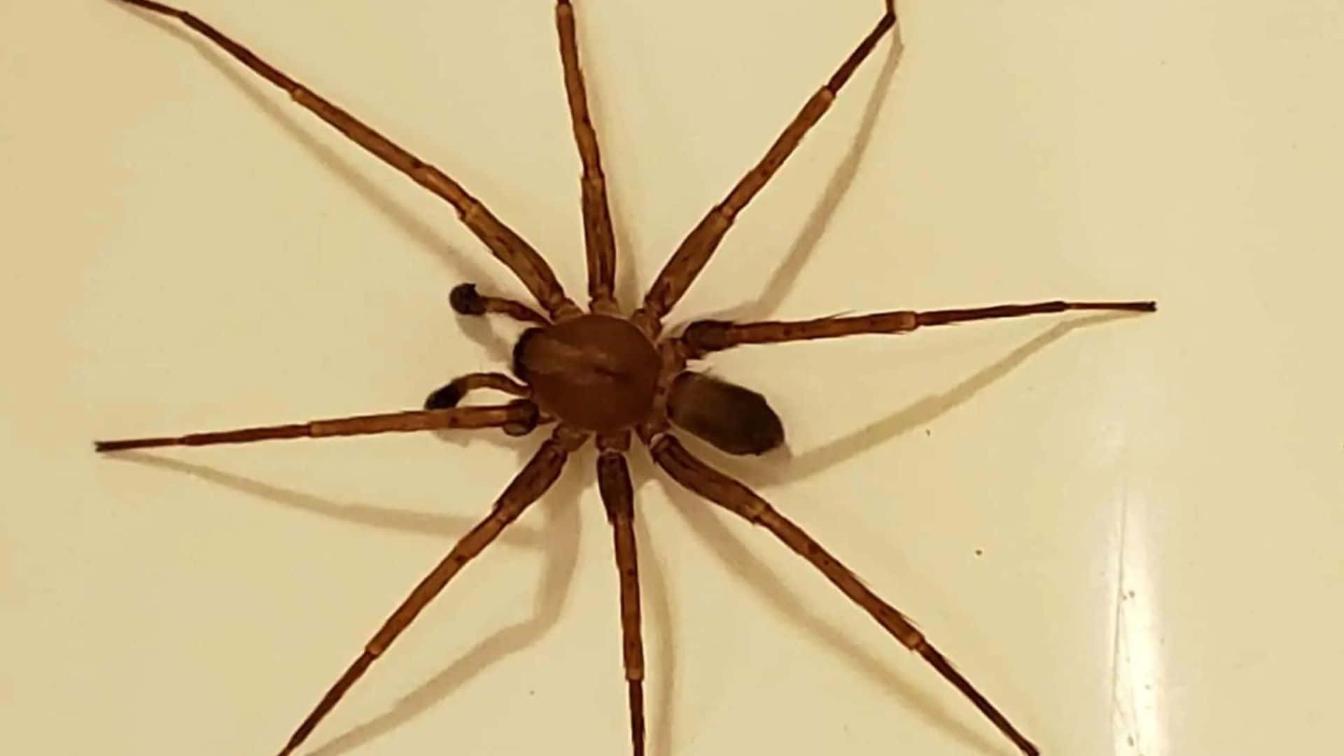 Brown Recluse Spider, leaf, off-white surface, Full HD Desktop Wallpaper